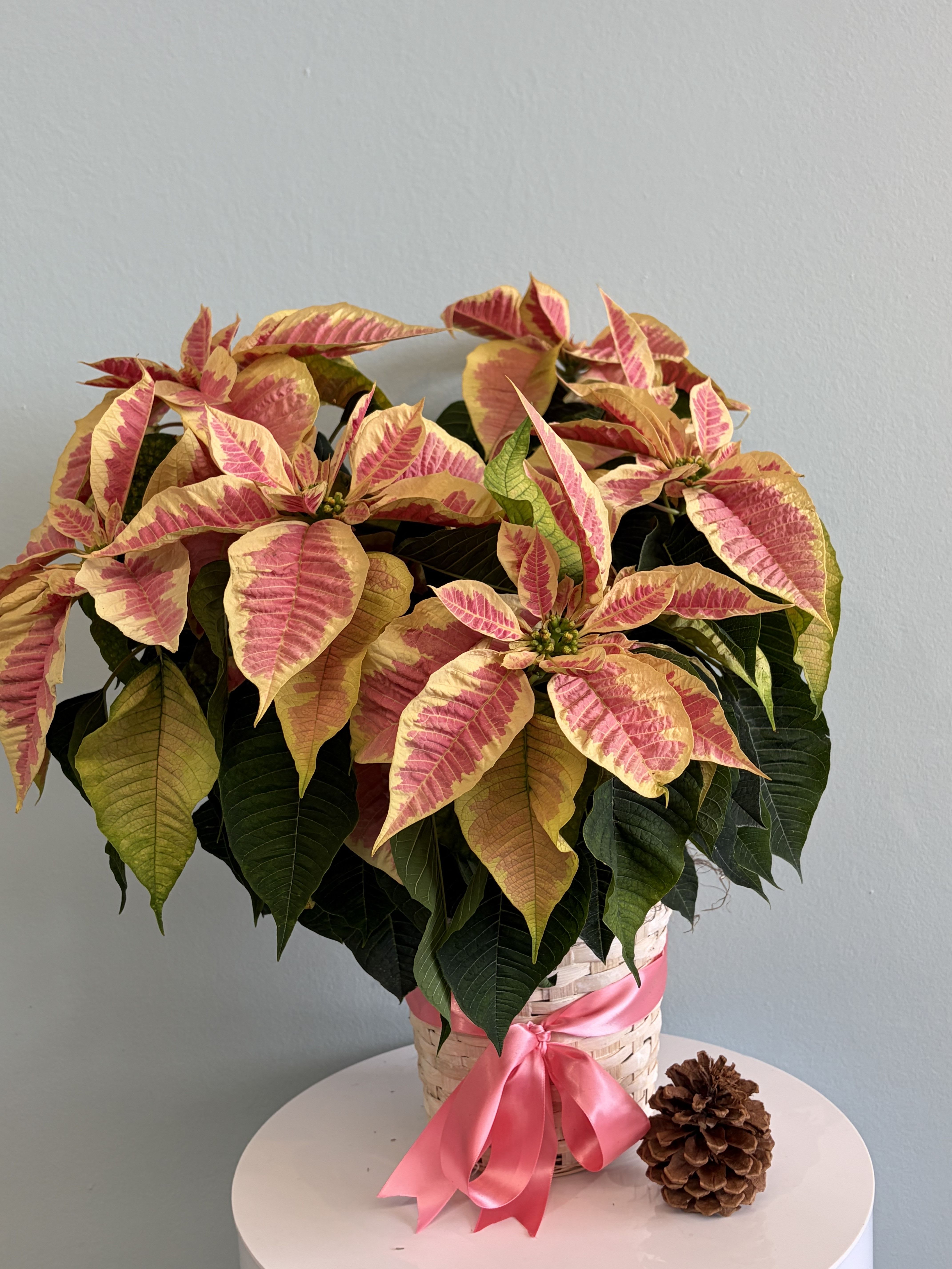 8 1/2 Marble Poinsettia - This festive Christmas plant makes the perfect gift for the holiday season!