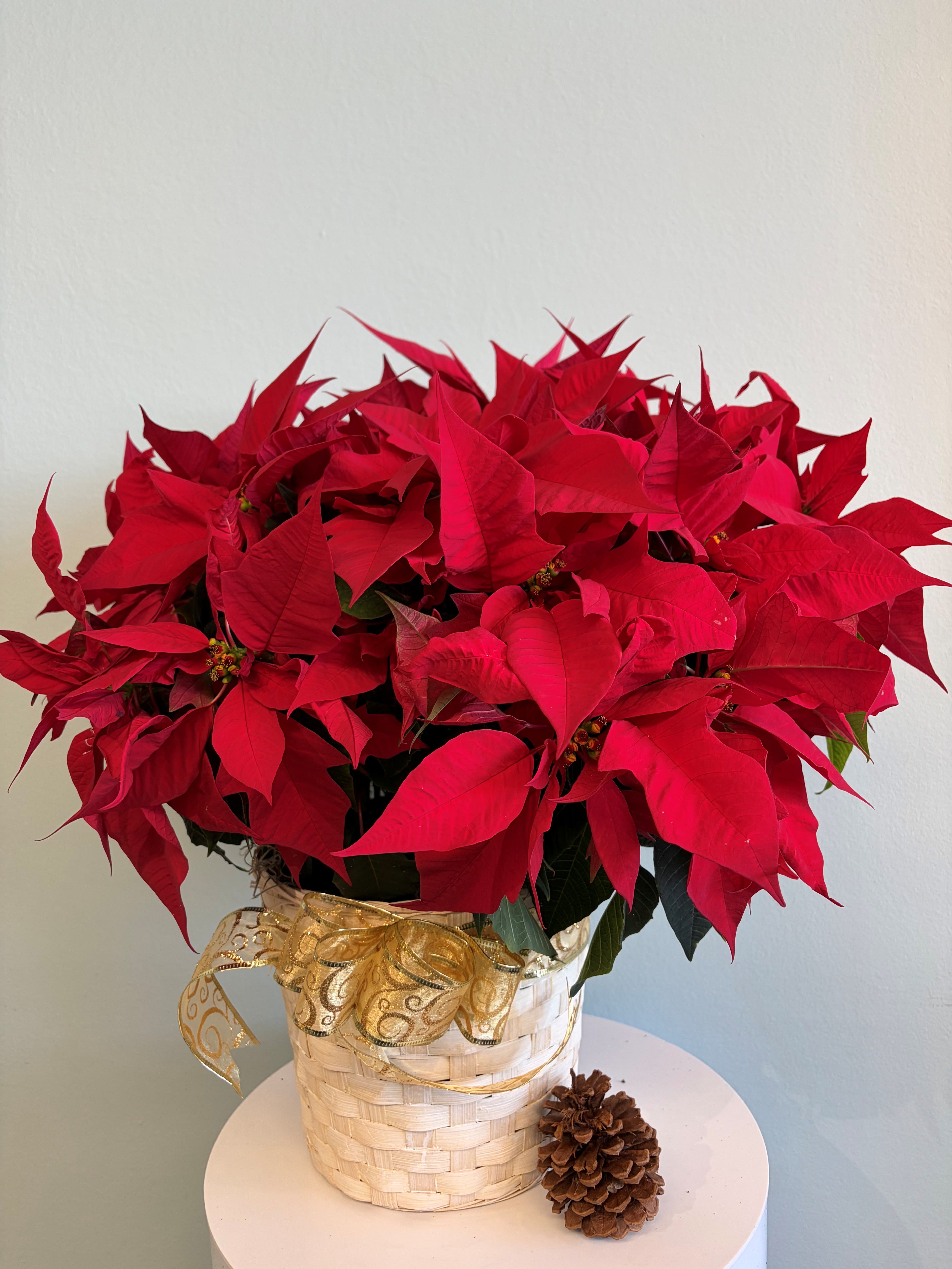 8 1/2" Red Poinsettia - This festive Christmas plant makes the perfect gift for the holiday season!