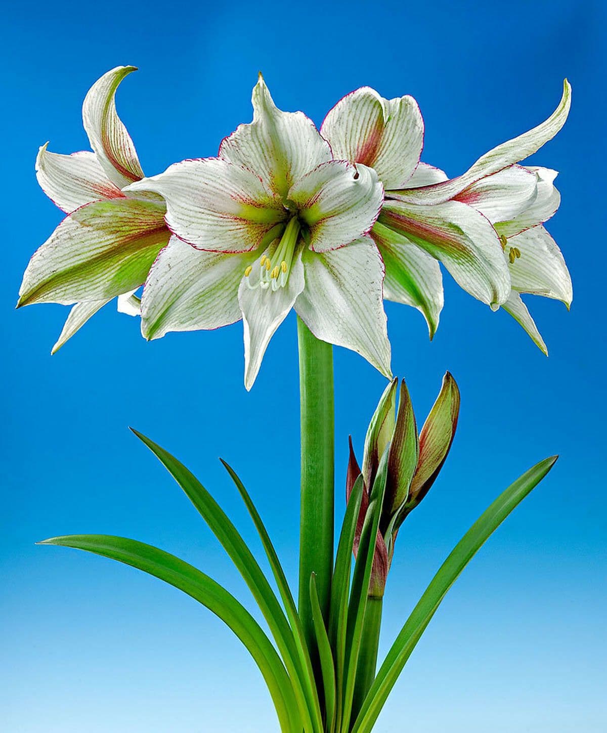 Amaryllis - Magic Green *NOT in bloom yet* - Amaryllis are rewarding, easy-care houseplants that really brighten a winter windowsill. Few bulbs are easier to grow than amaryllis — and few bloom with greater exuberance and beauty. Just plant the bulb in good potting soil, water regularly and provide bright, indirect light. A support stake is handy for keeping the blooms upright, but little else is required. Most varieties will begin blooming six to eight weeks after planting; some can take as long as ten weeks.  Our bulbs were planted the first week of November.  The perfect holiday gift that keeps on giving, all season long!