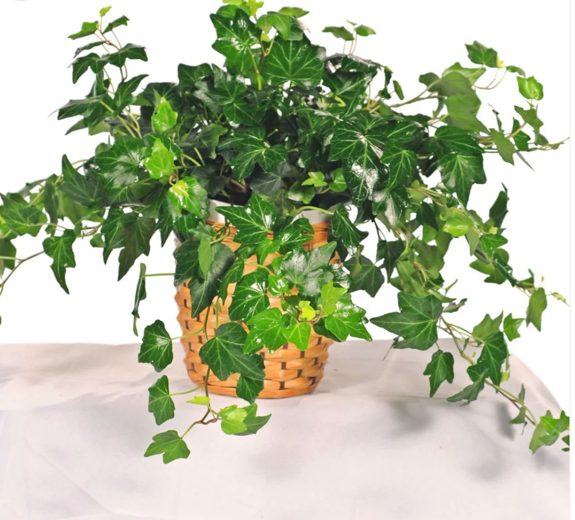 Ivy Plant - Ivy represents eternity and strong bonds, such as love and friendship.  Indoor plant in a basket, usually whitewashed grey as shown. Care: Prefers direct sunlight and may be able to survive in medium filtered light. The leaves will become sickly and pale with too much shade. It appreciates a weekly watering schedule so the soil stays moist but not over-saturated. Misting the leaves makes it happy as well. Although they are fairly adaptable to most environments, they prefer to be in stable, moderate, unchanging temperatures (about 50° - 65°F).  The ASPCA lists Ivy as toxic to cats and dogs. 
