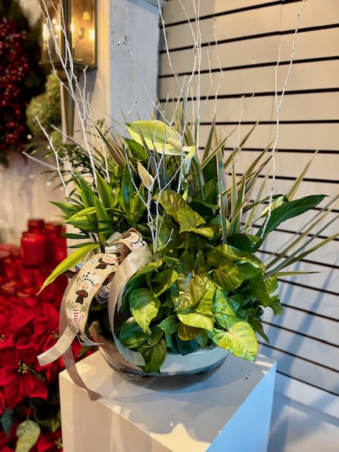 GRAND DISH GARDEN  -  This is perfect for the plant lover! An extra large dish garden filled with a mixed variety of house plants finished with all the bells and whistles.
