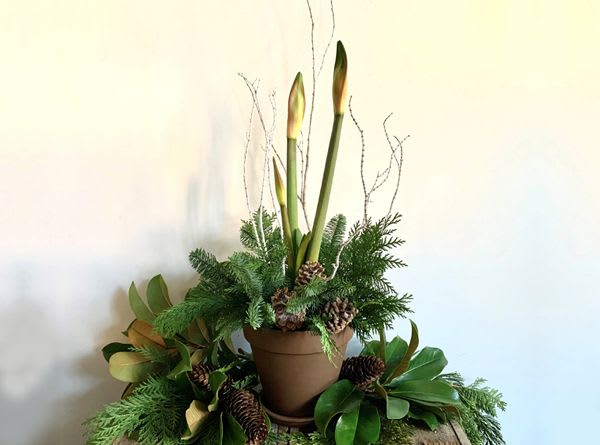 Amaryllis in Ceramic Pot - Move over Poinsettias! The Amaryllis has become the new festive, fun must have flower for the holidays. Our high quality large bulbs come pre-planted and growing in an decorative ceramic* pot adorned with winter greens, frosty twigs and pine cones.   It is so much fun to watch this amazing plant grow and bloom!  After the spectacular blooms, the plant will produce long lush green leaves and can then be planted outside for the summer once all danger of frost is past. With proper care, your amaryllis should re-bloom year after year.  *Container may vary from what is pictured.  PLEASE NOTE: Half the fun of the amaryllis is watching it grow, which it does fairly quickly, so for the most part this selection will not be in full bloom at time of delivery. Most Amaryllis come with at least 2 flower stalks.