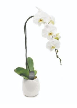 Swan Orchid - Not your typical phalaenopsis, limited edition swans from Asia have a sweeping vertical cascade and soft lila color that enhances the back of the white flower. They are typically single spiked, distinctive from the non-cascading 5” white European phalaenopsis that has a smaller flower. Other attributes include:  • An intense, pure white color (not vanilla or cream) • Larger blooms than most other varieties • Substantial foliage for beautiful balance • Long-lasting blooms • Stature to command even a large space