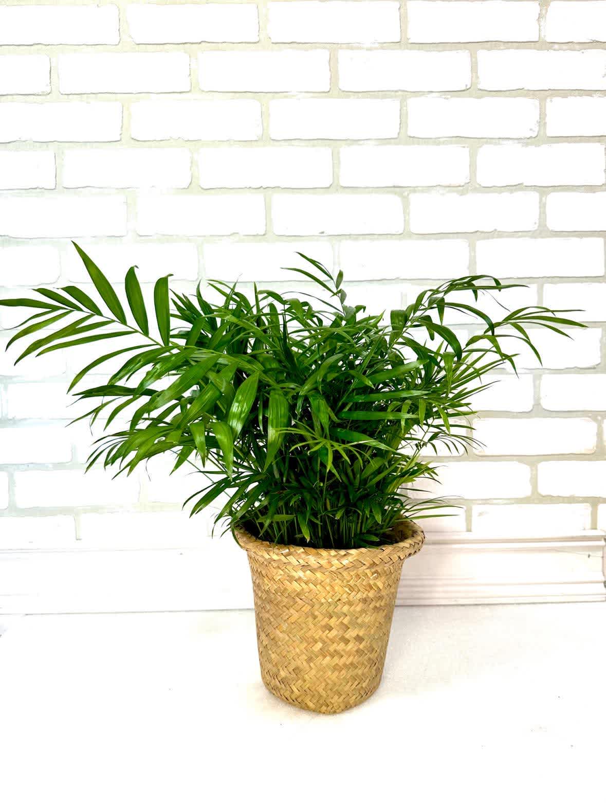 Palm Plant - Palm plants are easy care house plants. It will be hand delivered in a basket with a bow. 
