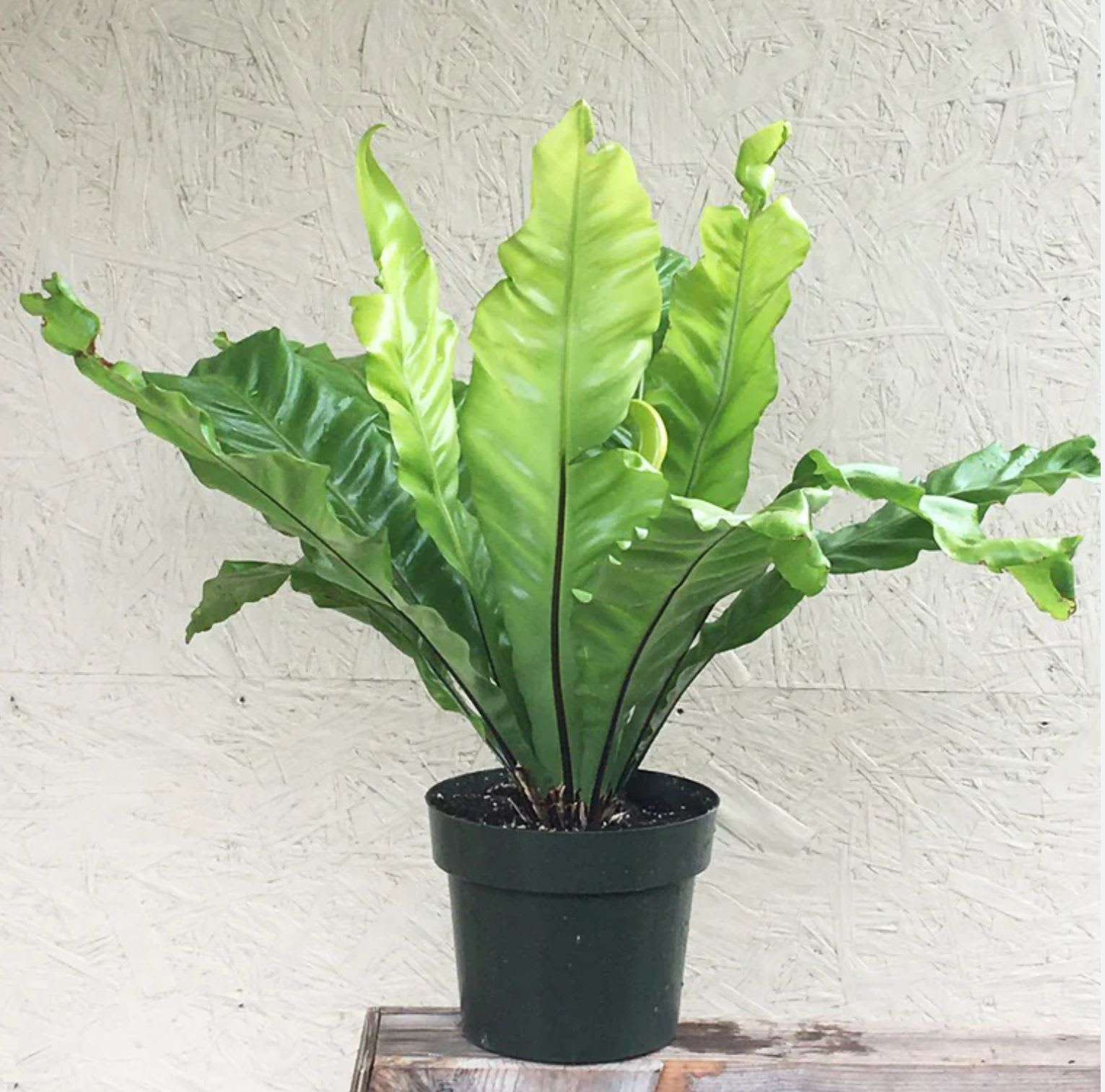 Bird nest Fern - Eight inch  green plant in basket with ribbon of choice 