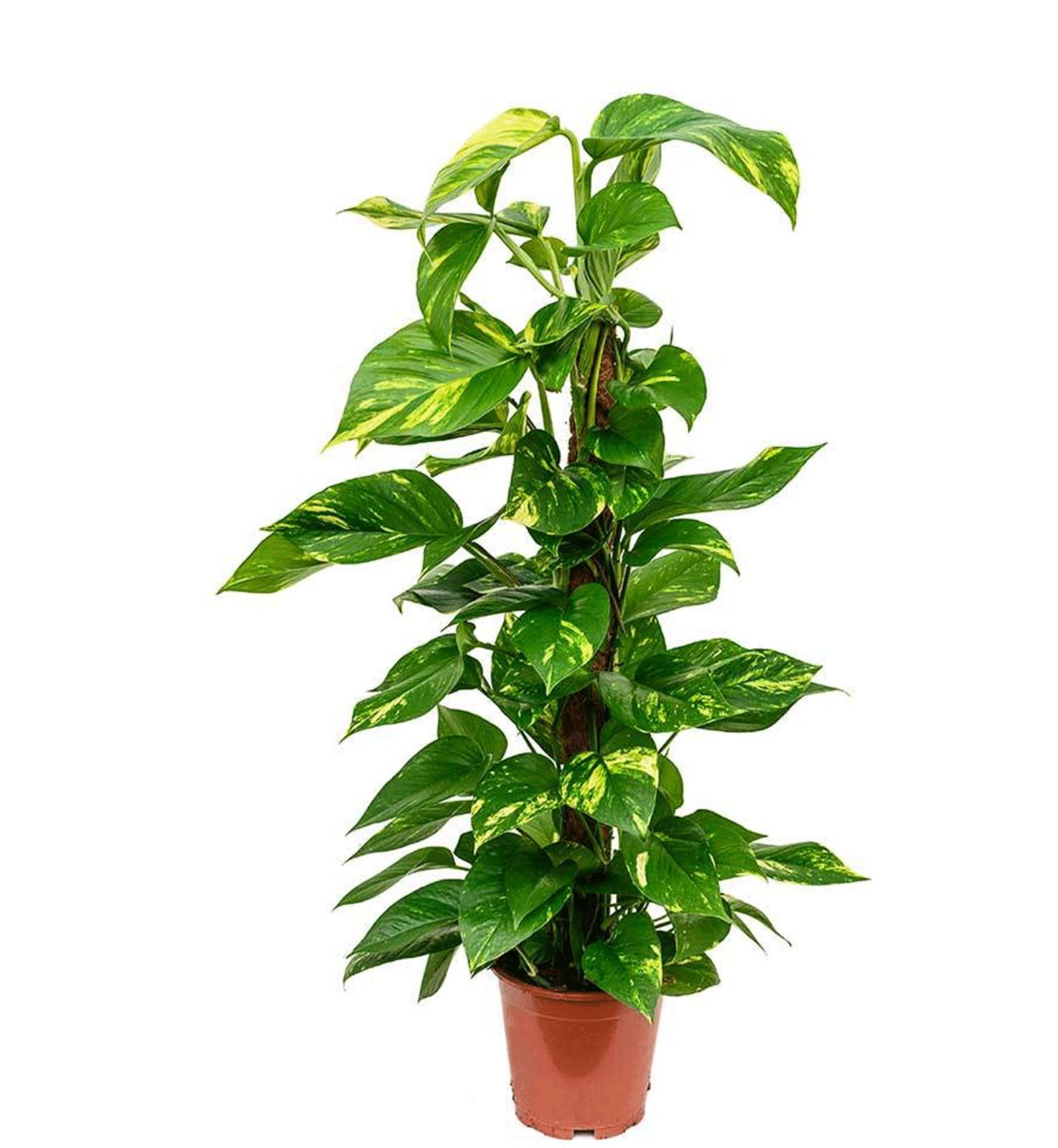 Potho Eight Inch Plant  - Eight inch pothos pole plant in basket 