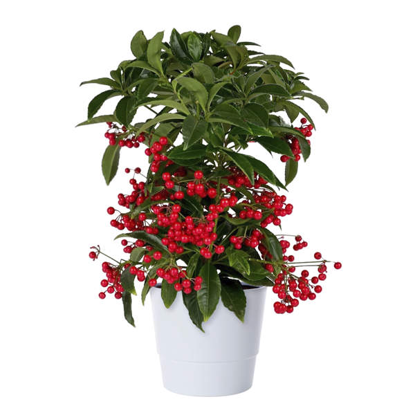 Ardisia Bospremium  - Holiday herbs Ardisia bospremium bright light to full sun.