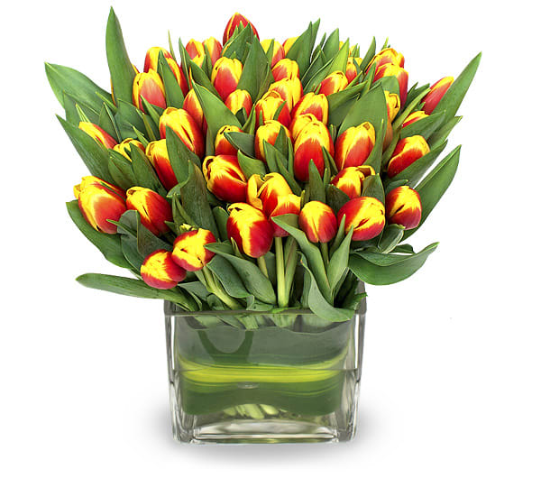 Spring - Keep it modern and simple for cosmopolitan chic. Variegated spring tulips in a square vase will become a conversation piece at any event. Cube vases give a cool, modular look to any flowers. Arrangement shown on the picture is of medium size and has 40 stems in 4X4 square vase.