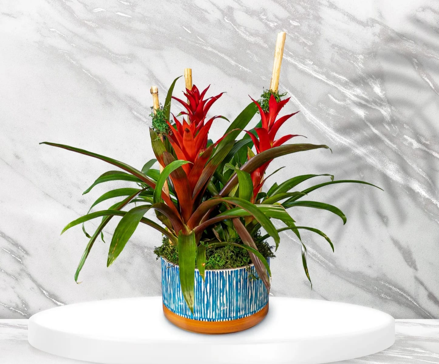 Bromeliad Trio - 3 bromeliads in a modern ceramic container. 