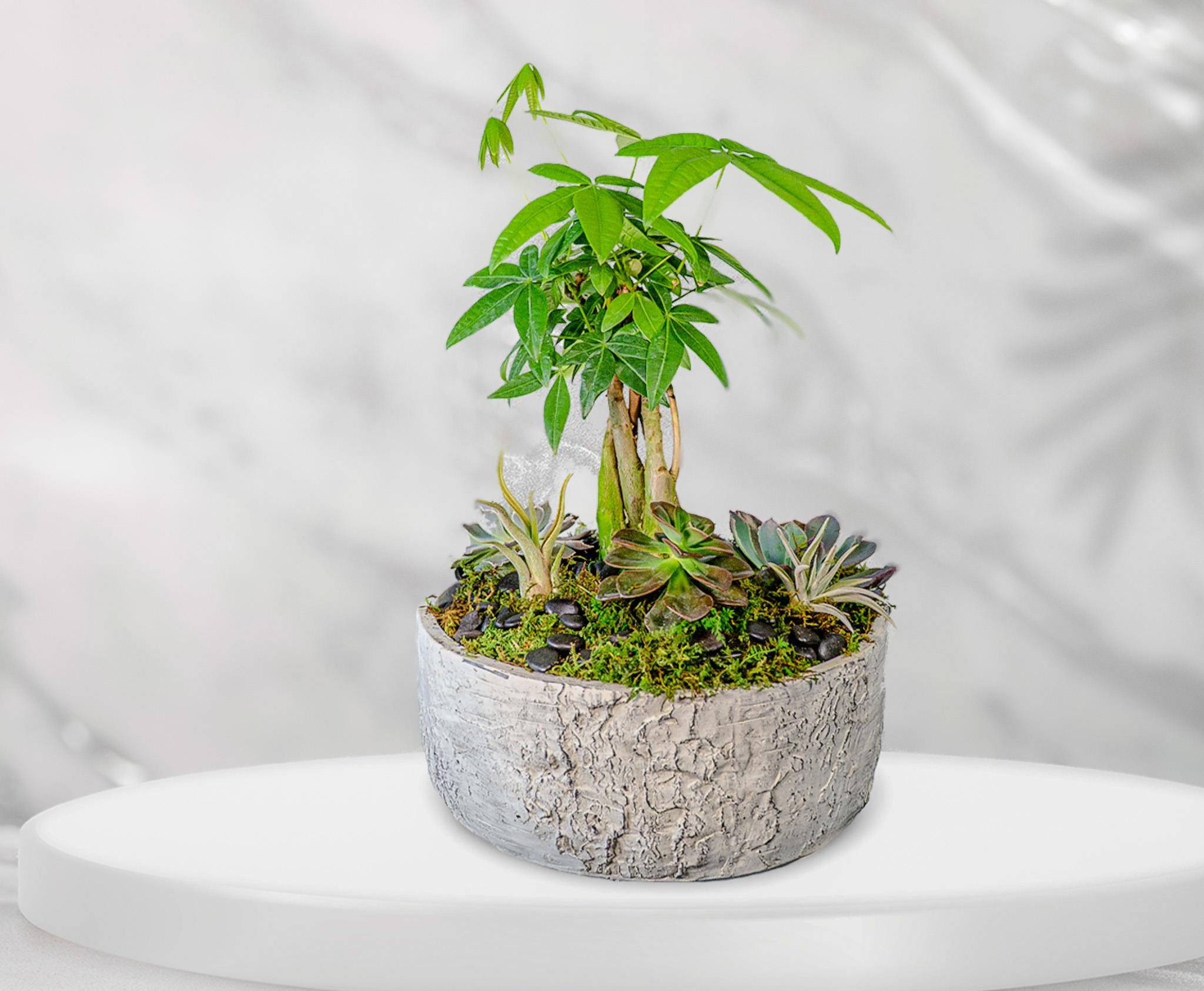 Good Fortune Money Tree - This modern design includes a mini money tree, succulents, and air plants. 