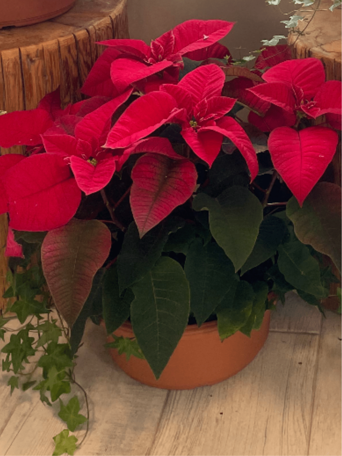 Poinsettia - Holiday Plant