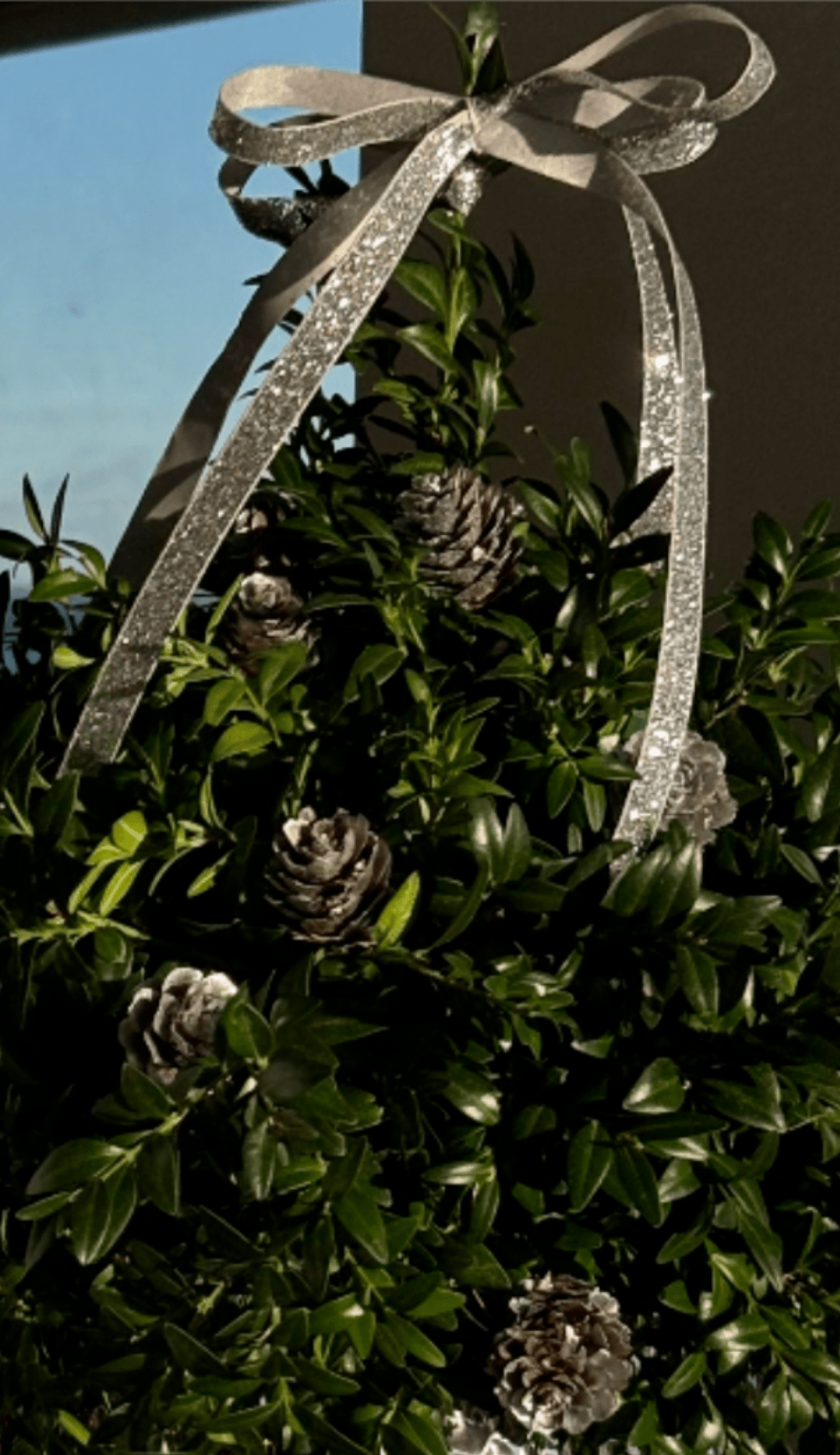 Boxwood Tree - Boxwood tree in a decorative pot