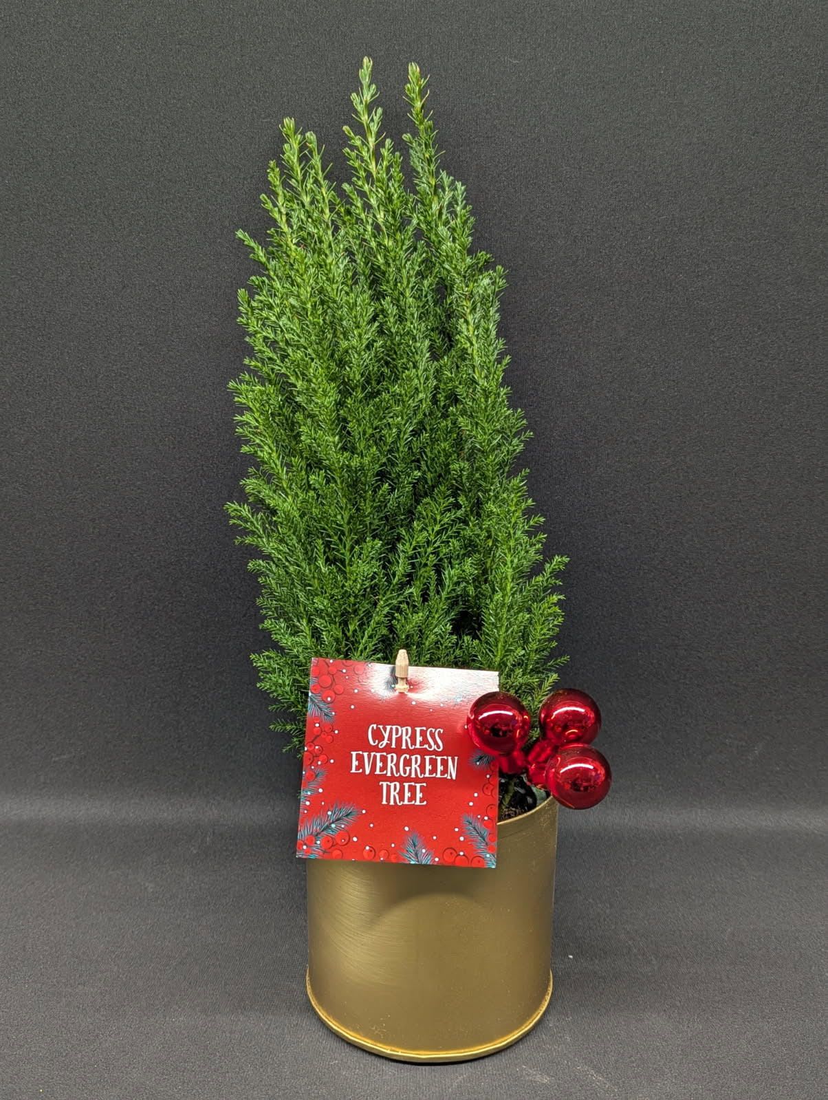Oh Christmas Tree - A gorgeous dark green cypress tree in an upgraded pot.