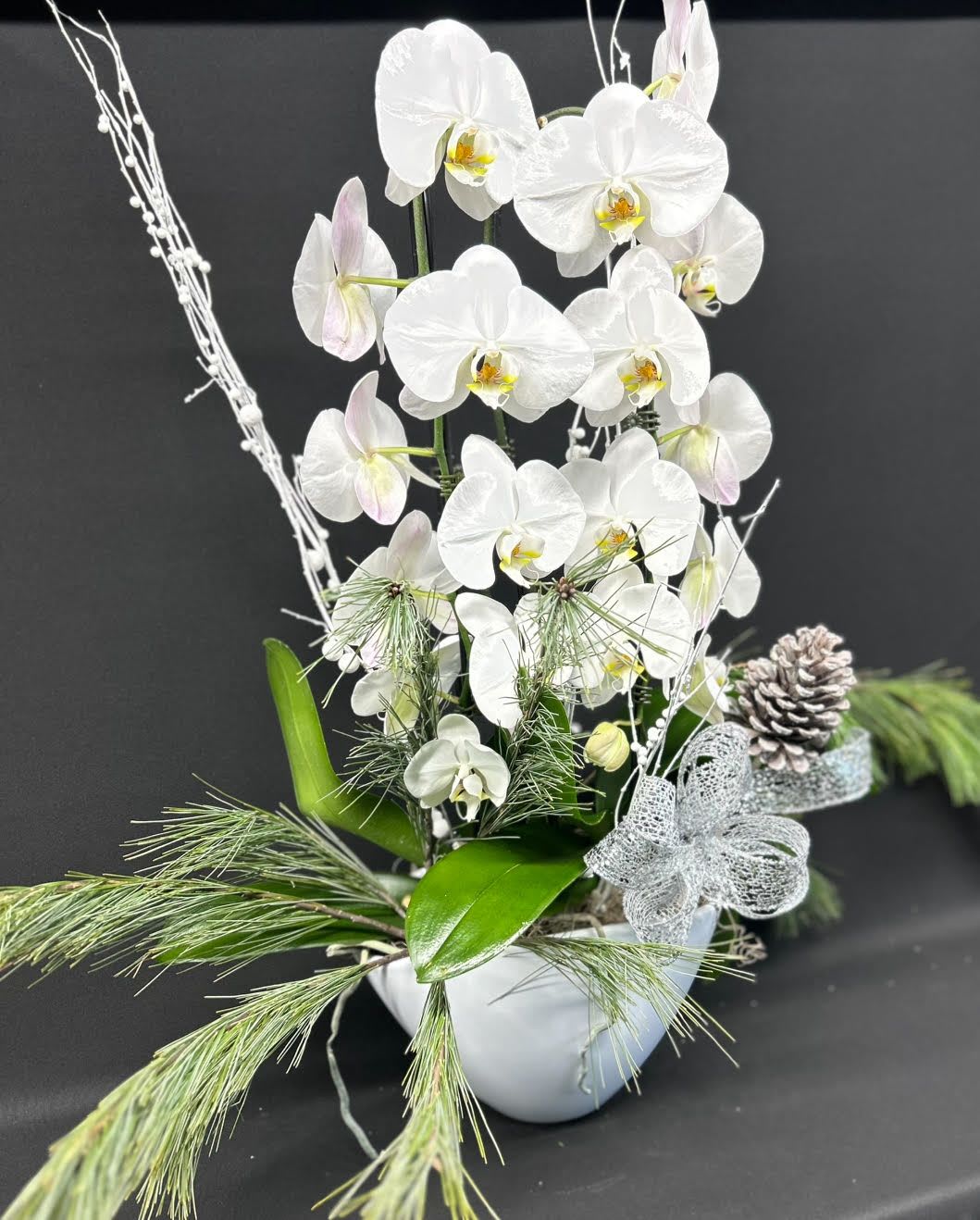 Ice Ice Baby  - A stunning Phaelanopsis Orchid planter with two waterfall orchids decorated for the festive season. Colours will vary based on availability 