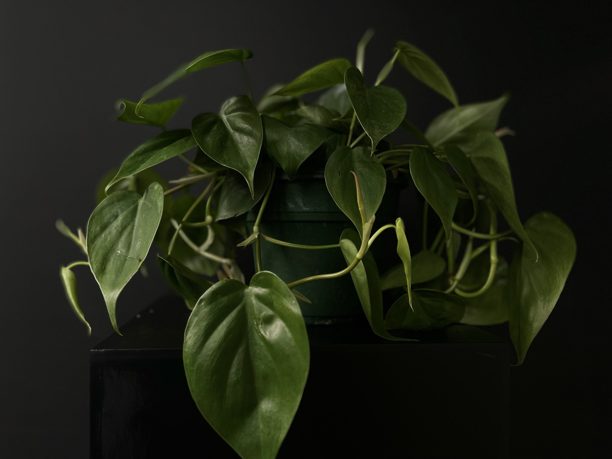 Philodendron 'Heartleaf' 6"  - Brighten up your space with the stunning Philodendron Heartleaf! This popular houseplant features lush, heart-shaped leaves that are glossy and vibrant green, adding a touch of nature to any room. Its trailing vines can reach impressive lengths, making it perfect for hanging baskets or allowing it to climb a trellis.  Care Instructions:  Light: Thrives in bright, indirect light; can tolerate low light. Water: Water when the top inch of soil is dry; avoid overwatering. Humidity: Prefers moderate to high humidity, but adaptable to average levels.