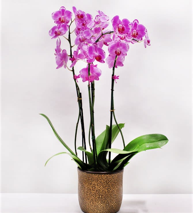 Premium Local Phalaenopsis Garden (4 Stems) Locally Grown - From the Waianae Coast of Oahu, this stunning 4-stem pot will light up any house or office! Standing over 2 feet tall and set in a decorative and beautiful vase, this arrangement is just amazing. Please note that the vase/pot and colors will vary, ensuring each piece is unique and captivating.  Key Features:  Waianae Coast Origin: Sourced from the picturesque Waianae Coast of Oahu, known for its lush and vibrant plant life.  Impressive Height: Stands over 2 feet tall, making it a striking addition to any space, whether it's a home or office.  Decorative Vase: Set in a beautiful and decorative vase, enhancing the overall aesthetic and adding a touch of elegance.  Unique and Varied: Vase/pot and colors will vary, ensuring each arrangement is unique and tailored to delight with its individuality.  Versatile Placement: Perfect for brightening up any house, office, or large indoor space with its stunning presence.  Illuminate your space with the beauty of our 4-Stem Pot from Waianae Coast, and enjoy the unique charm and elegance it brings to any setting.       