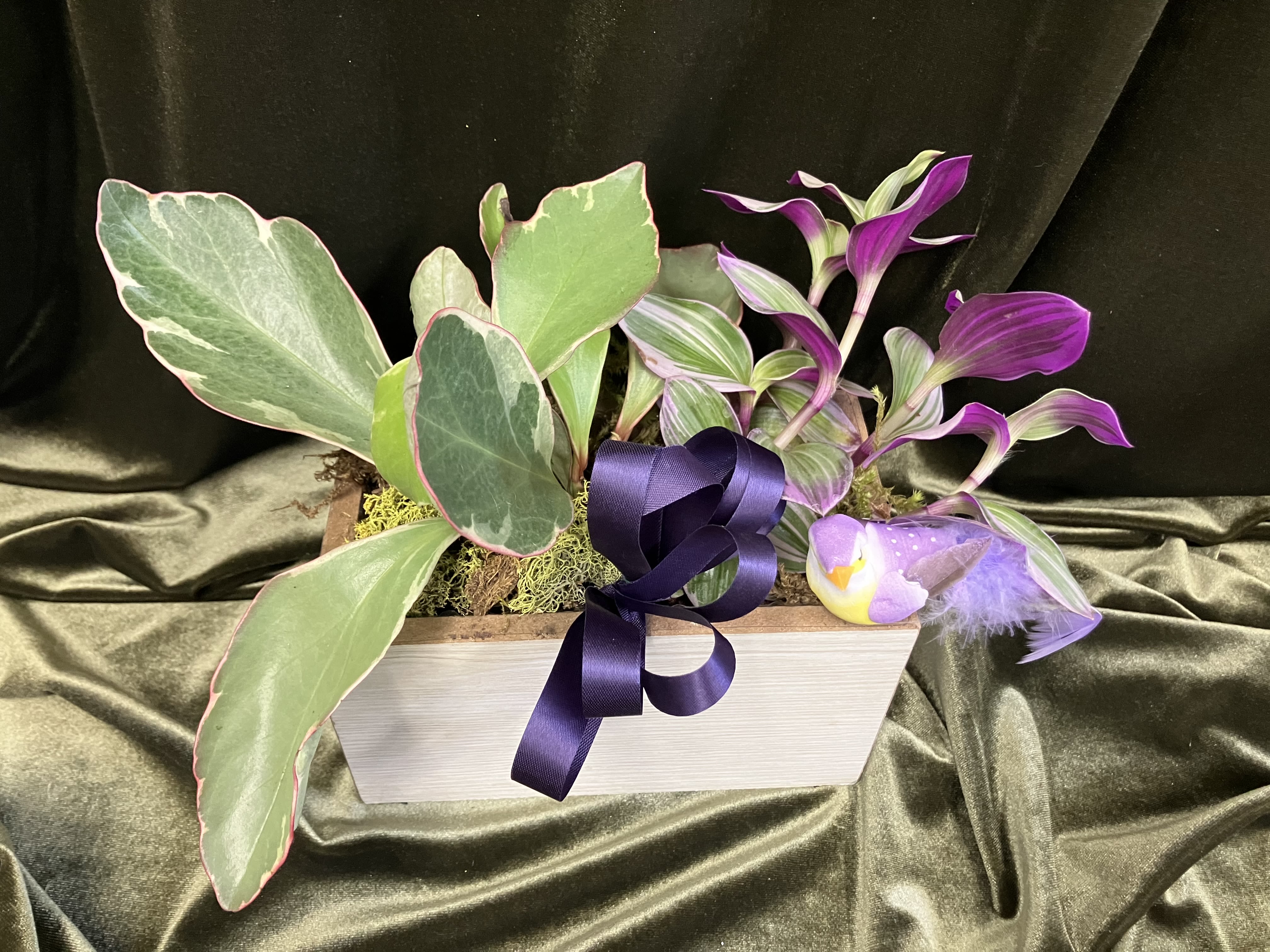 Bit of Color Planter  - Pretty green houseplants with pink and purple leaves decorated with a bird and ribbon in a rectangle box