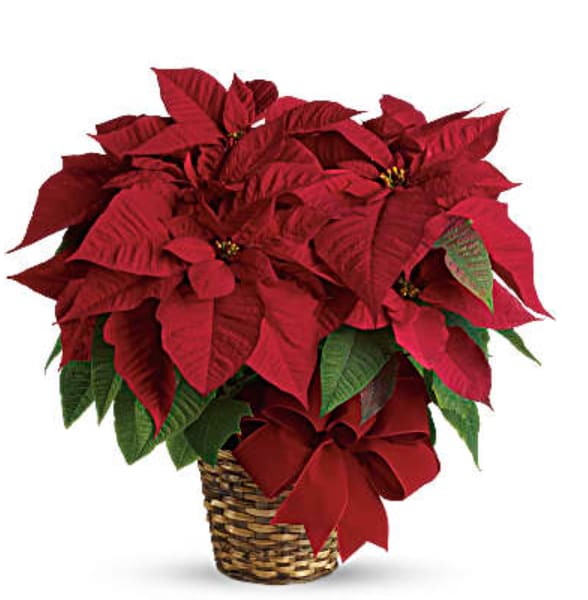 Red Poinsettia - Red Poinsettia in basket or gold pot with Christmas ribbon.