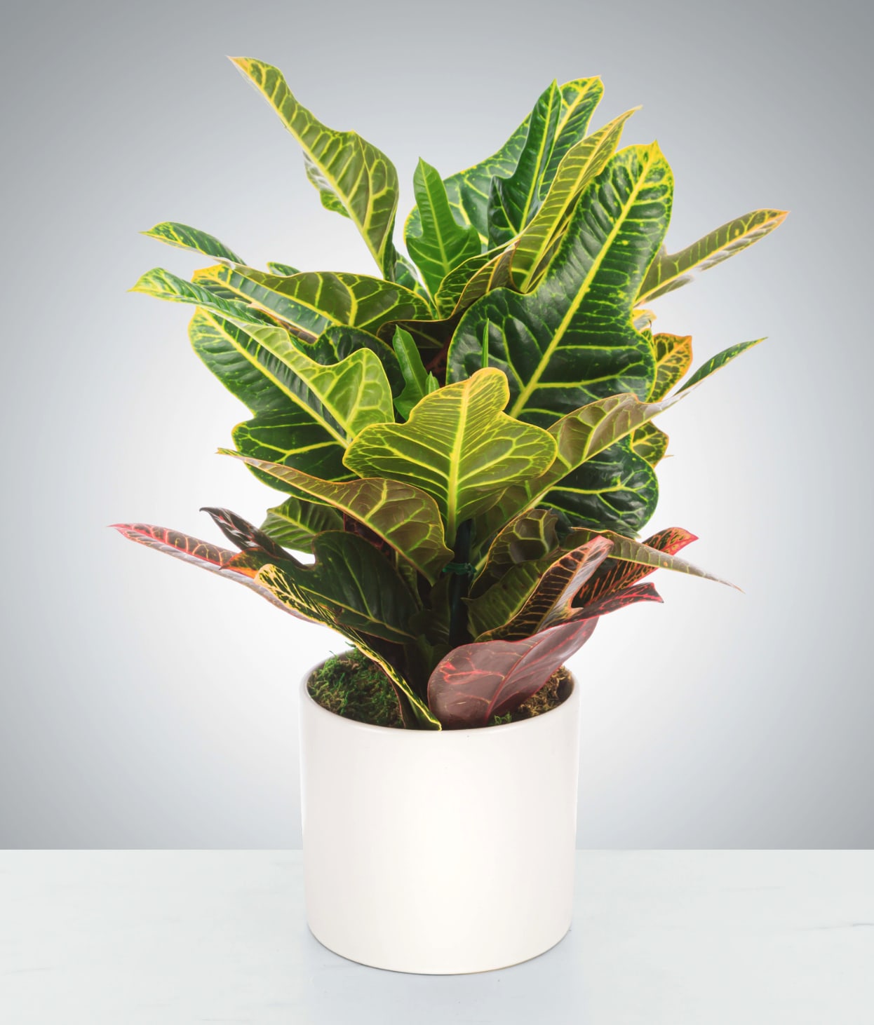 Croton Plant - Garden croton's stunning leaves make this plant a great addition to any home. They require bright light and you can judge the water needs by if new leaves are wilting. A great gift for a variety of occasions, a croton plant is the perfect present for any occasion.