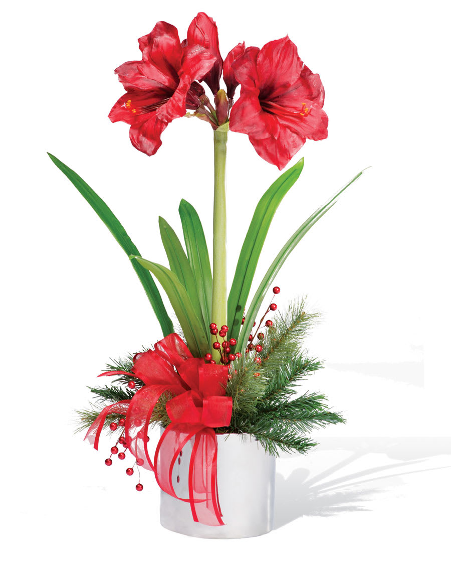 Amaryllis plant - Bright and lovely potted amaryllis plant in holiday container with Christmas trim. colors and embellishments may vary due to availability.