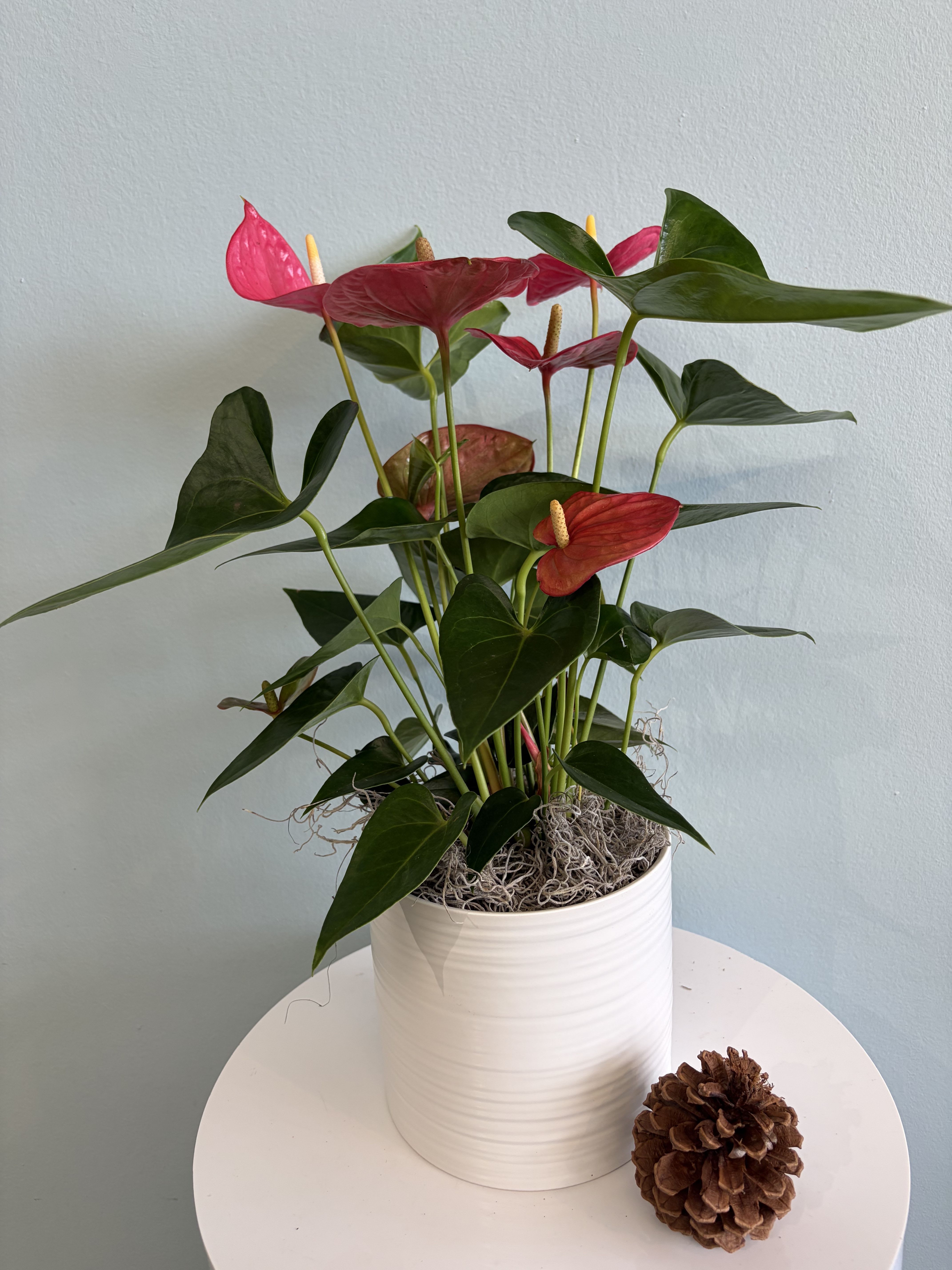 8" Hot Pink Anthurium Plant - This festive Christmas plant makes the perfect gift for the holiday season!