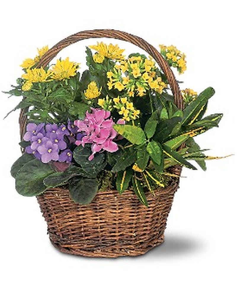 Petite European Basket - This lively mix of African violet, cyclamen and kalanchoe plants really packs a lot of beauty into its petite wicker basket. Great for any occasion. Blooming African violet, cyclamen and kalanchoe plants, along with a colorful speckled croton plant, arrive in a natural basket with handle. Approximately 12" W x 13-1/2" H Orientation: All-Around As Shown : TF127-2