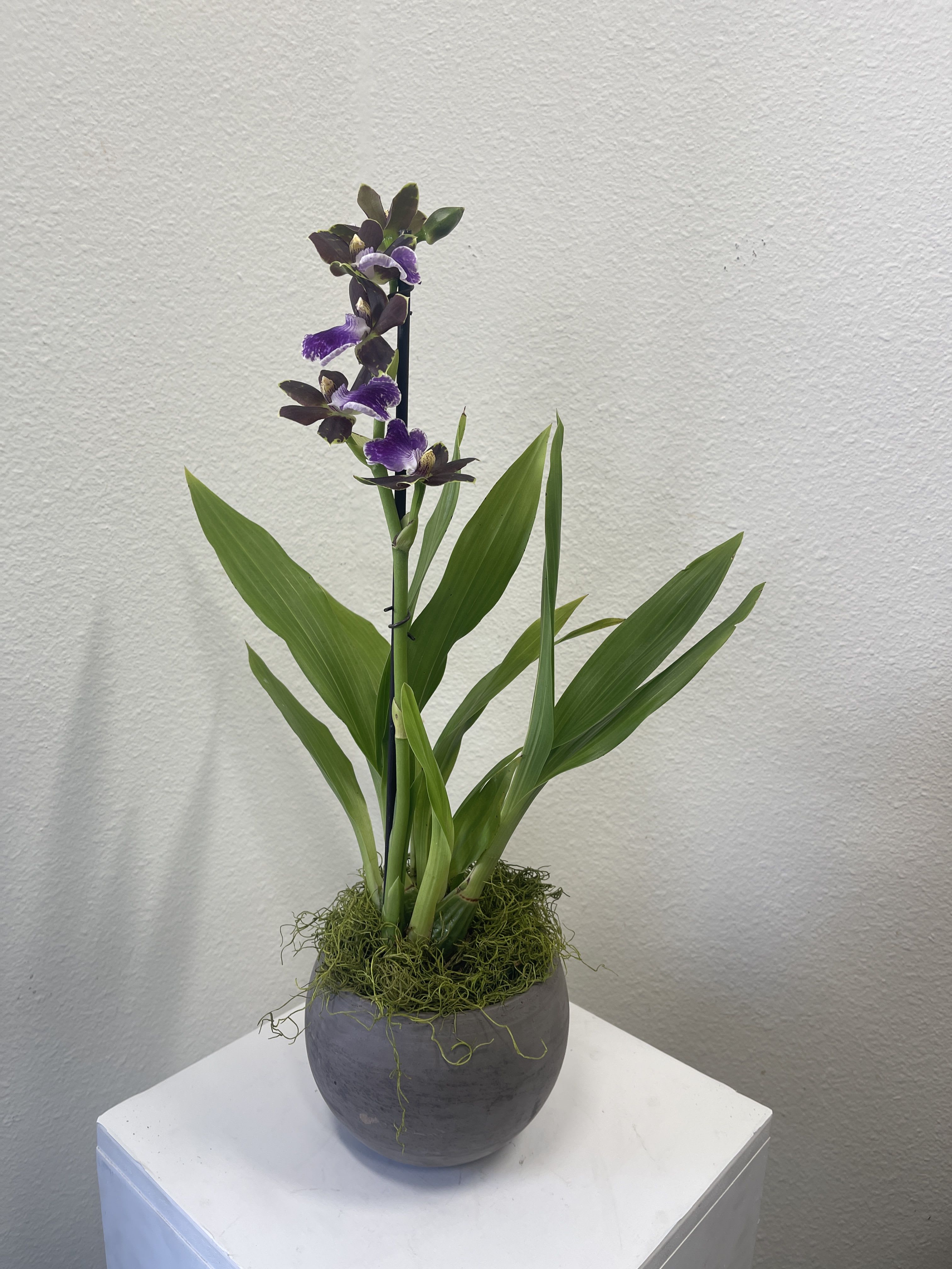 Modern Purple - Unusual purple orchid in a minimalistic container.