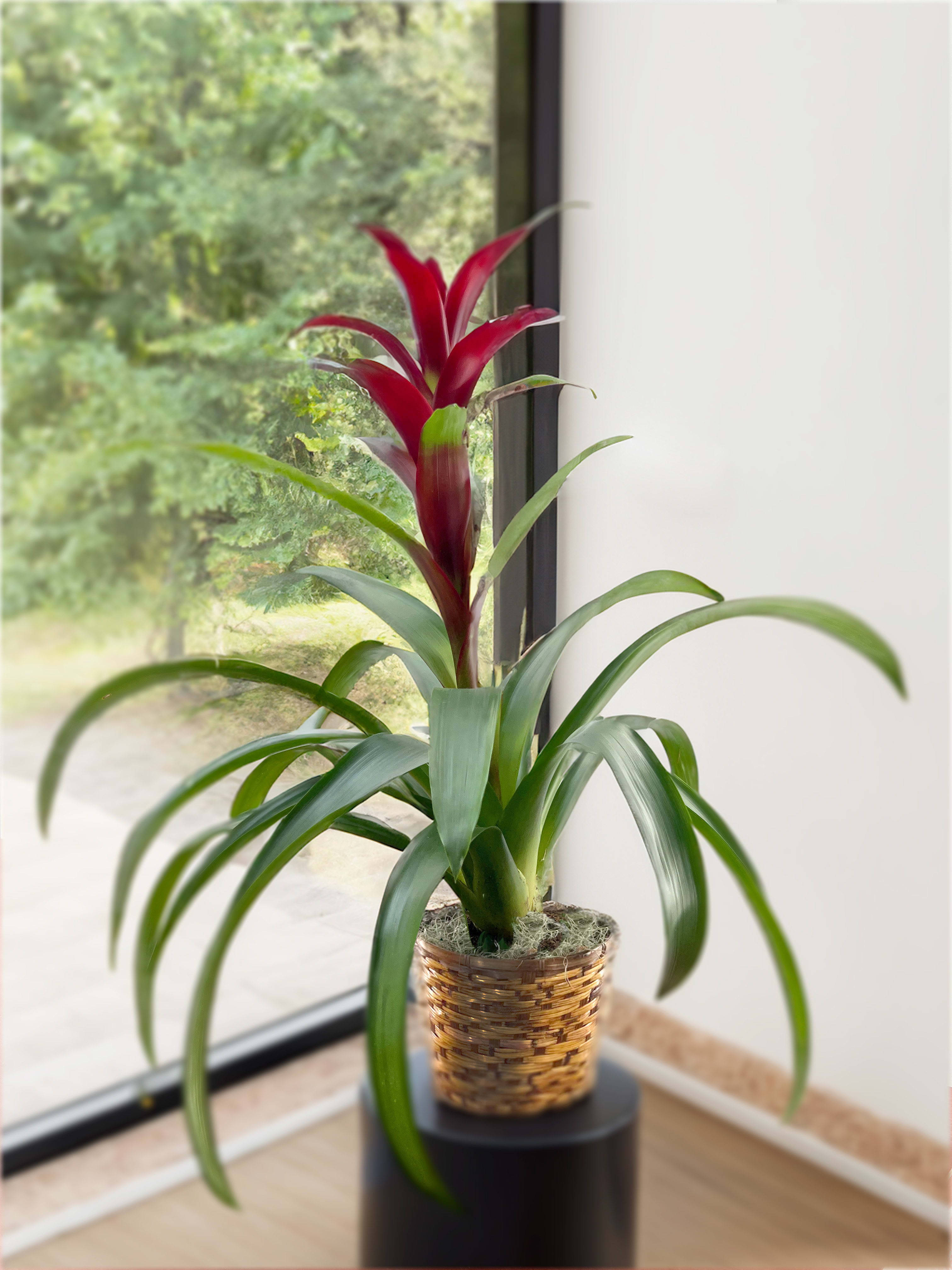 Bromeliad Plant - The Bromeliad Plants come in a wicker basket or ceramic containers (upgraded cost). Bromeliads vary in color. Please contact us for color choices.