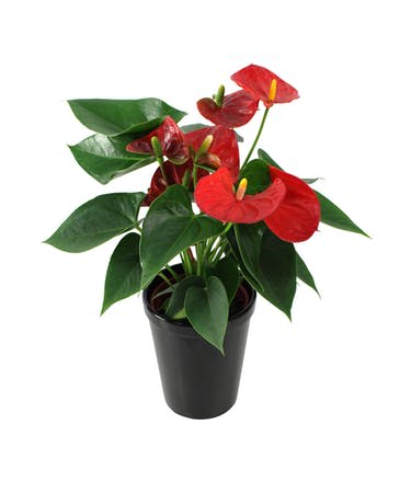 Air Purifying Anthurium - Anthurium Plant is a vibrant, low-maintenance plant that *detoxifies the indoor air, making it the perfect gift this season. Order for this great price today! 5-6" Container Type varies based on time of order.  *NASA-endorsed plant for indoor air filtration.