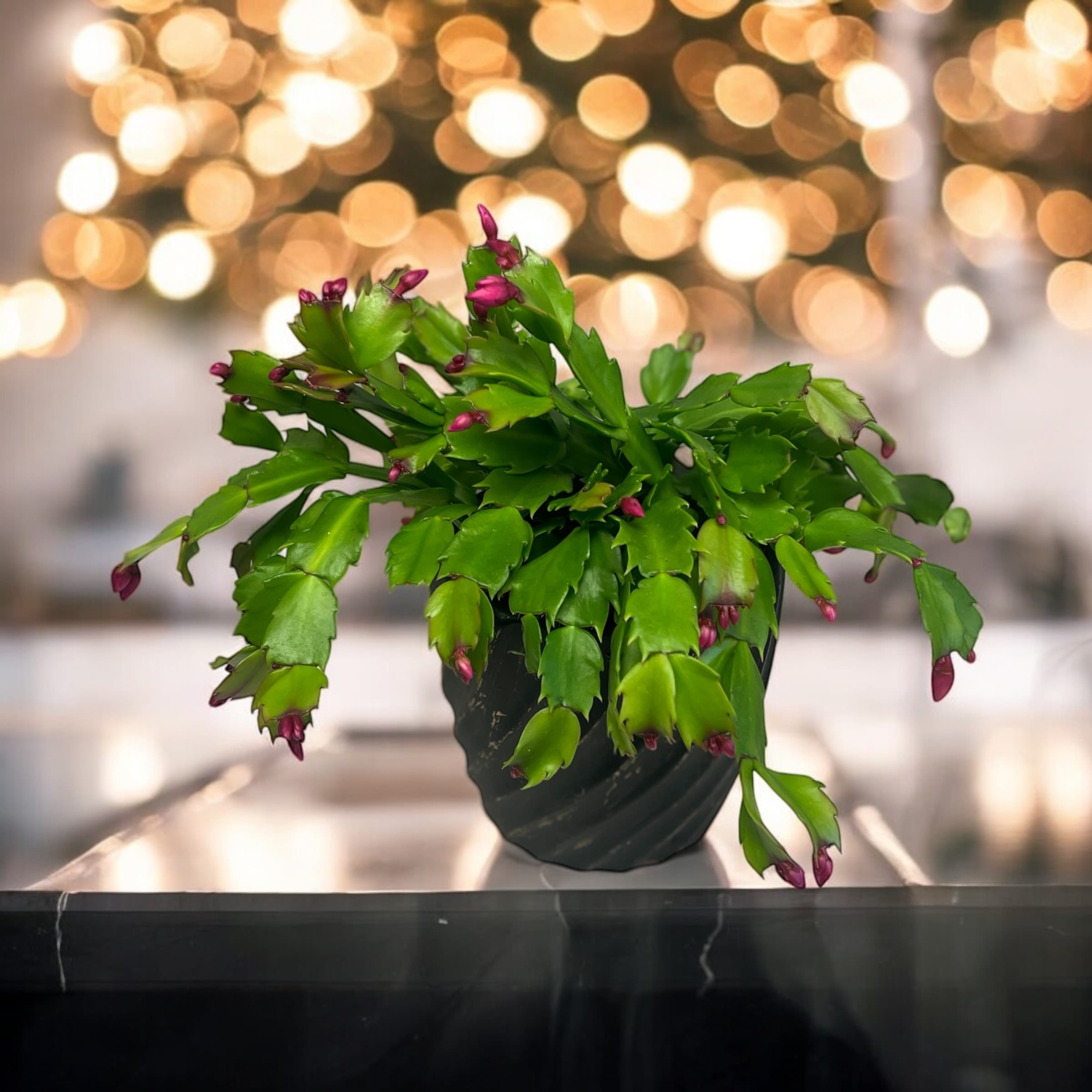 Christmas Cactus -   Bring the beauty of the season indoors with this vibrant Christmas cactus, featuring lush green foliage and elegant pink buds ready to bloom. Housed in a modern black and gold swirl planter, this low-maintenance plant adds a festive and contemporary touch to your home or office decor. Perfect as a thoughtful holiday gift or a stylish accent piece for your own space, it thrives with minimal care while offering weeks of cheerful blossoms.