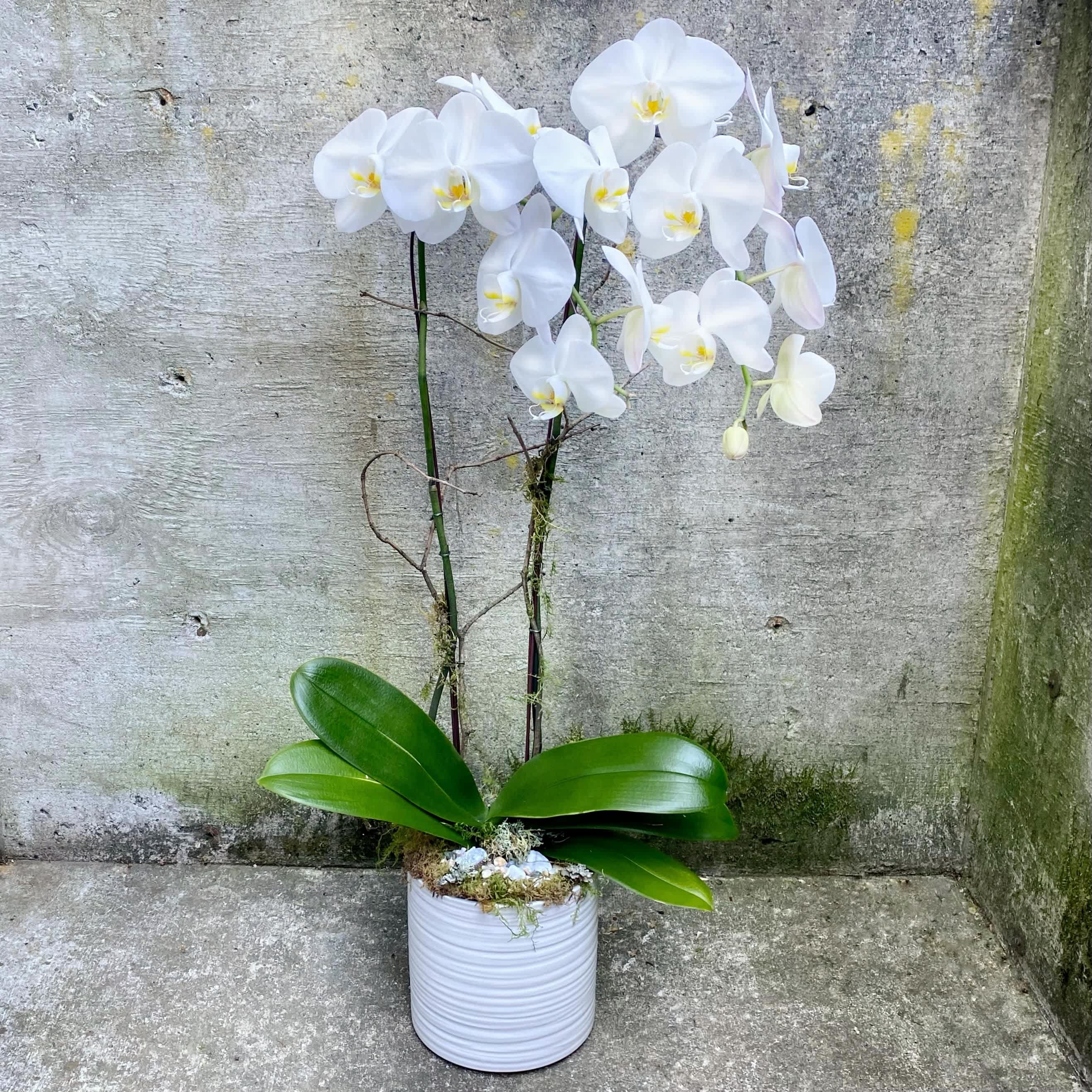  classic  phalaenopsis - This classic white phalaenopsis, brings charm and elegance to any environment. + comes in other colors as well.
