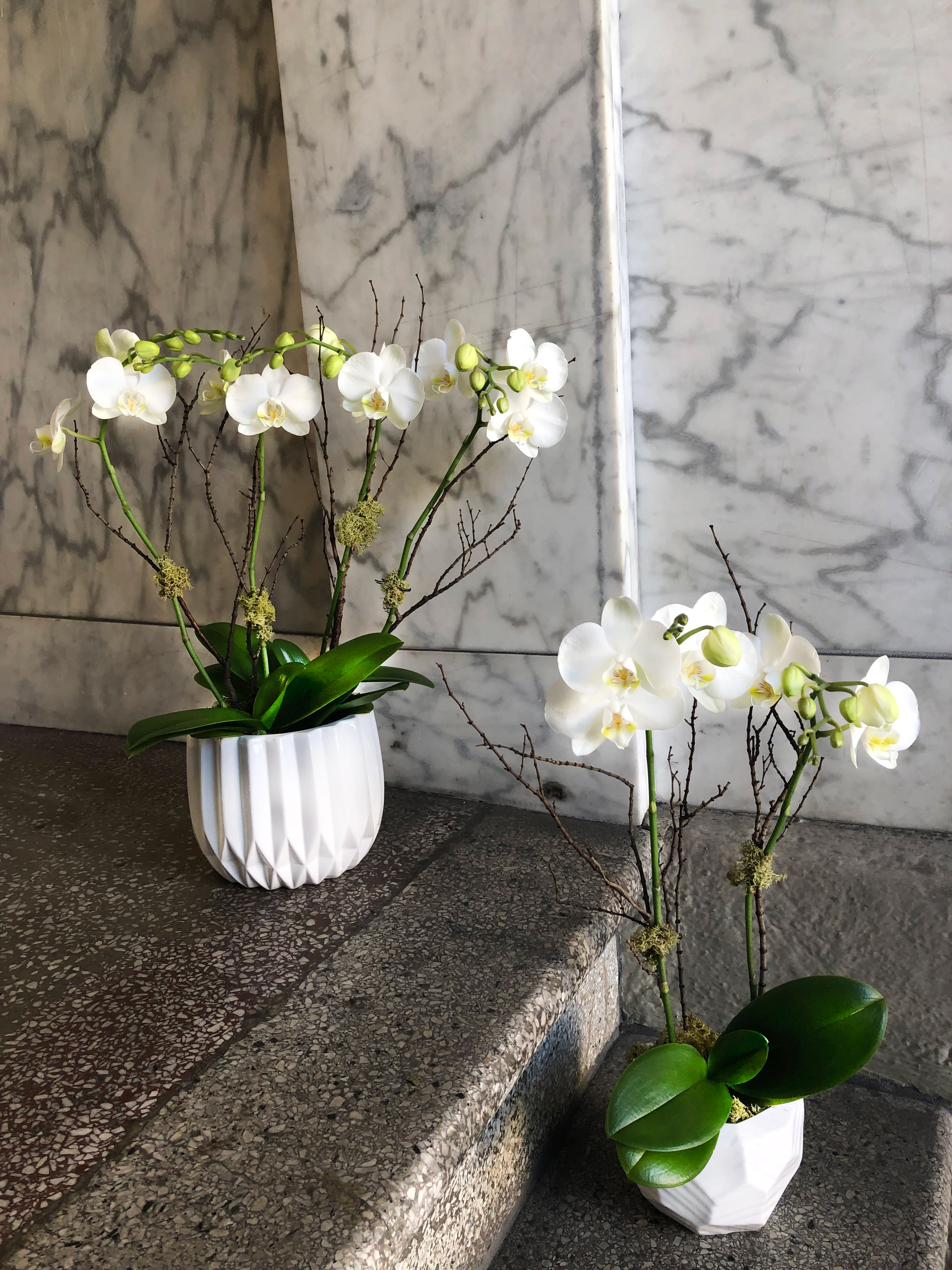 Fresh Orchids in custom container - Our orchids are hand selected and customized to fit the season.  These potted beauties will continue to give a home or workplace new life with their long lasting blooms. Surprisingly easy to encourage to re-bloom we suggest holding onto these for a long while. Options to customize available by contacting the shop!   Saturday and Same Day are available if you call the shop.   ** 415 751 2747 10:00AM -5:00PM   Standard is 2 spike orchid plant  Deluxe is 4 spike orchid plants  Premium is 8 spike orchid plants 