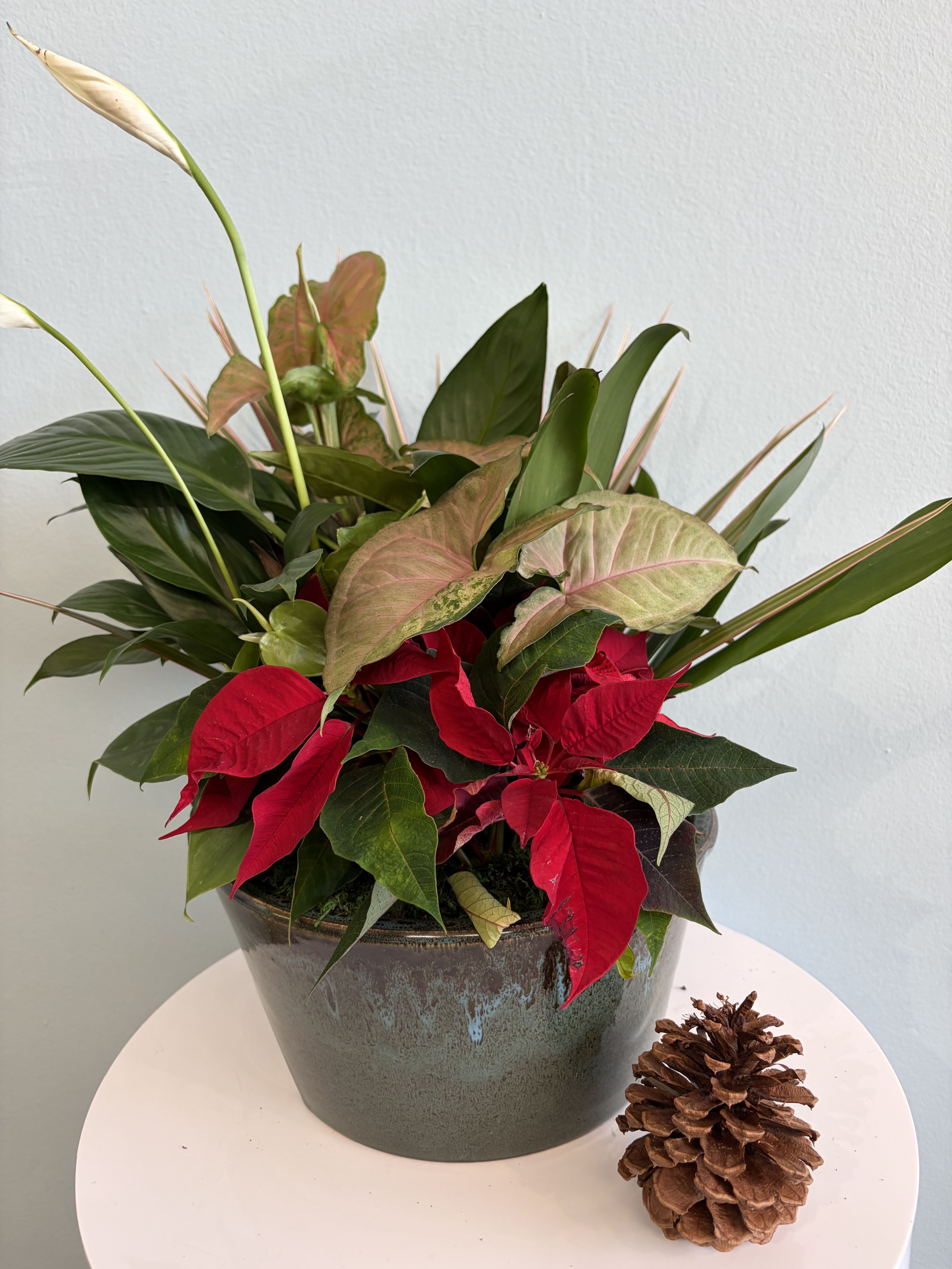 8" Poinsettia Dish Garden - This festive Christmas plant makes the perfect gift for the holiday season!