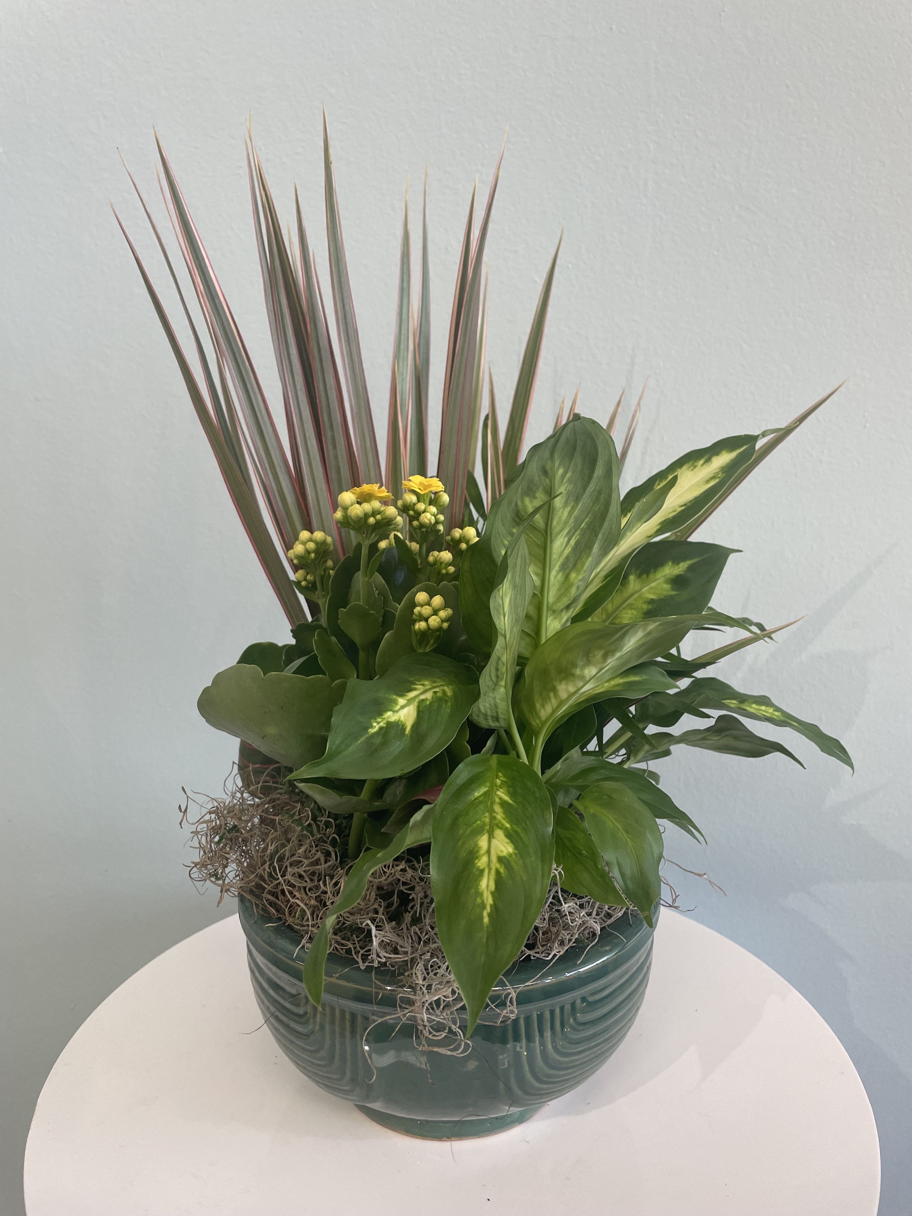 8" Dish Garden - This stunning garden in an 8" ceramic dish is any plant lovers' dream! Our dish gardens include a mix of indoor house plants and greenery, and may contain tropical flowers such as ginger, kalanchoes, or anthurium! They come in a variety of colors and ceramic pots.