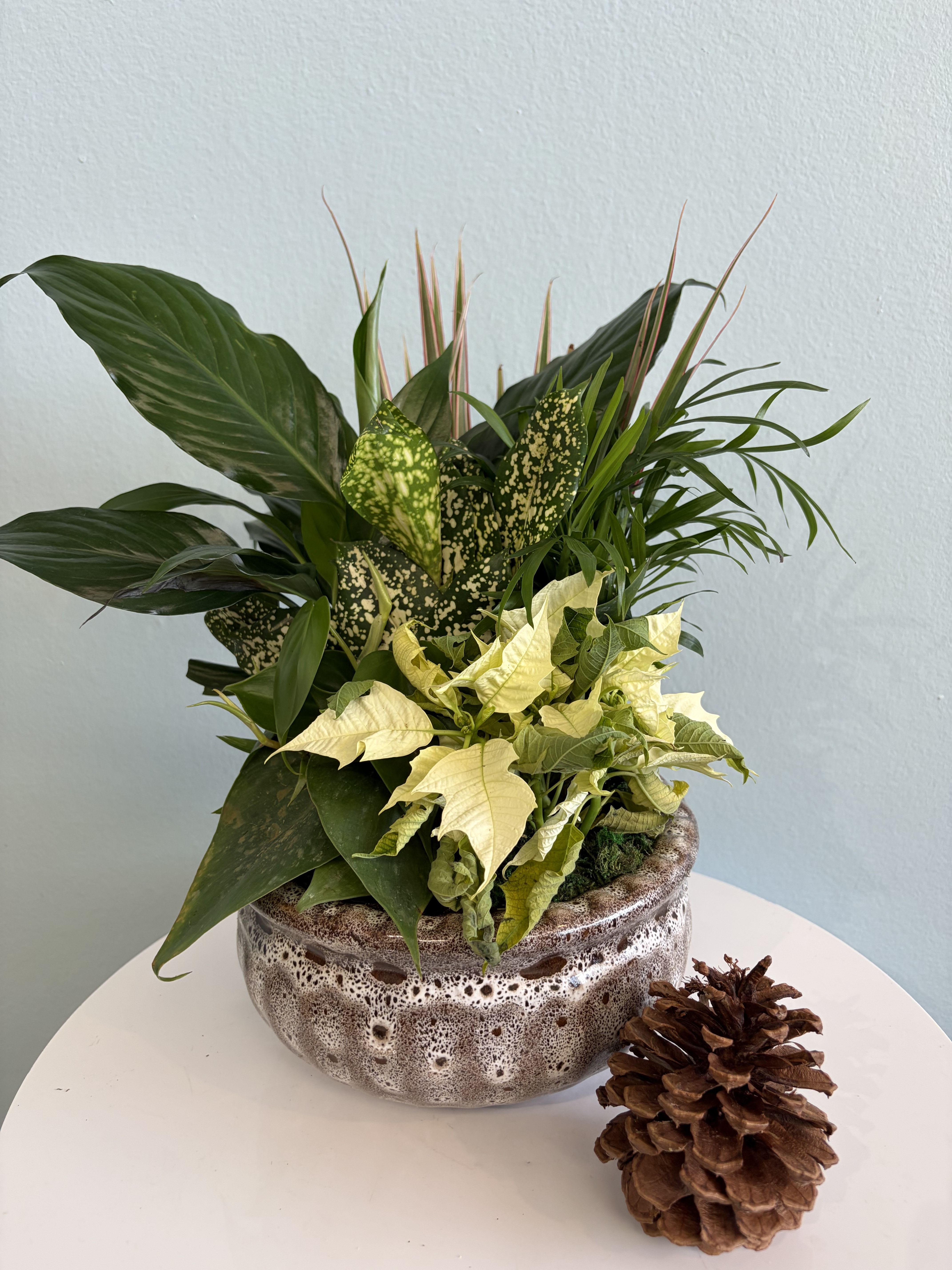 6" Poinsettia Dish Garden - This festive Christmas plant makes the perfect gift for the holiday season!