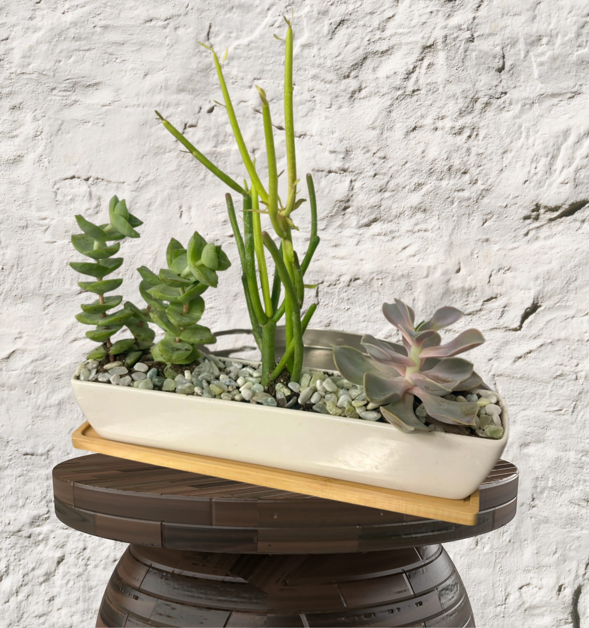 Petite Succulent Jewel Box - The Petite Succulent Jewel Box Bring a touch of sophisticated, enduring greenery into your space with our Petite Succulent Jewel Box. This high-end, custom-designed small planter is a curated "living landscape" housed in a premium vessel. Designed for the discerning eye, this garden offers an upscale, low-maintenance alternative to traditional floral arrangements.  The Luxury Details Specimen Selection: We hand-select premium, small-scale succulents—from velvety Echeveria to architectural Haworthia and rare, colorful Crassula.  Artisan Composition: Our designers layer varying textures, heights, and hues to create a multi-dimensional garden that looks stunning from every angle.  Custom Top-Dressing: Finished with high-end elements like polished river stones, volcanic rock, or organic moss for a clean, editorial look.  Bespoke Vessels: Your garden is planted in a custom, upscale container—from sleek modern ceramic to hand-finished stone—perfectly sized for desks, bedside tables, or shelving.  Enduring Elegance Perfect as a thoughtful gift or a permanent accent for your home. Unlike cut flowers, this petite succulent garden is designed to grow and thrive, providing a lasting memory of elegance and natural beauty in a compact, manageable size.