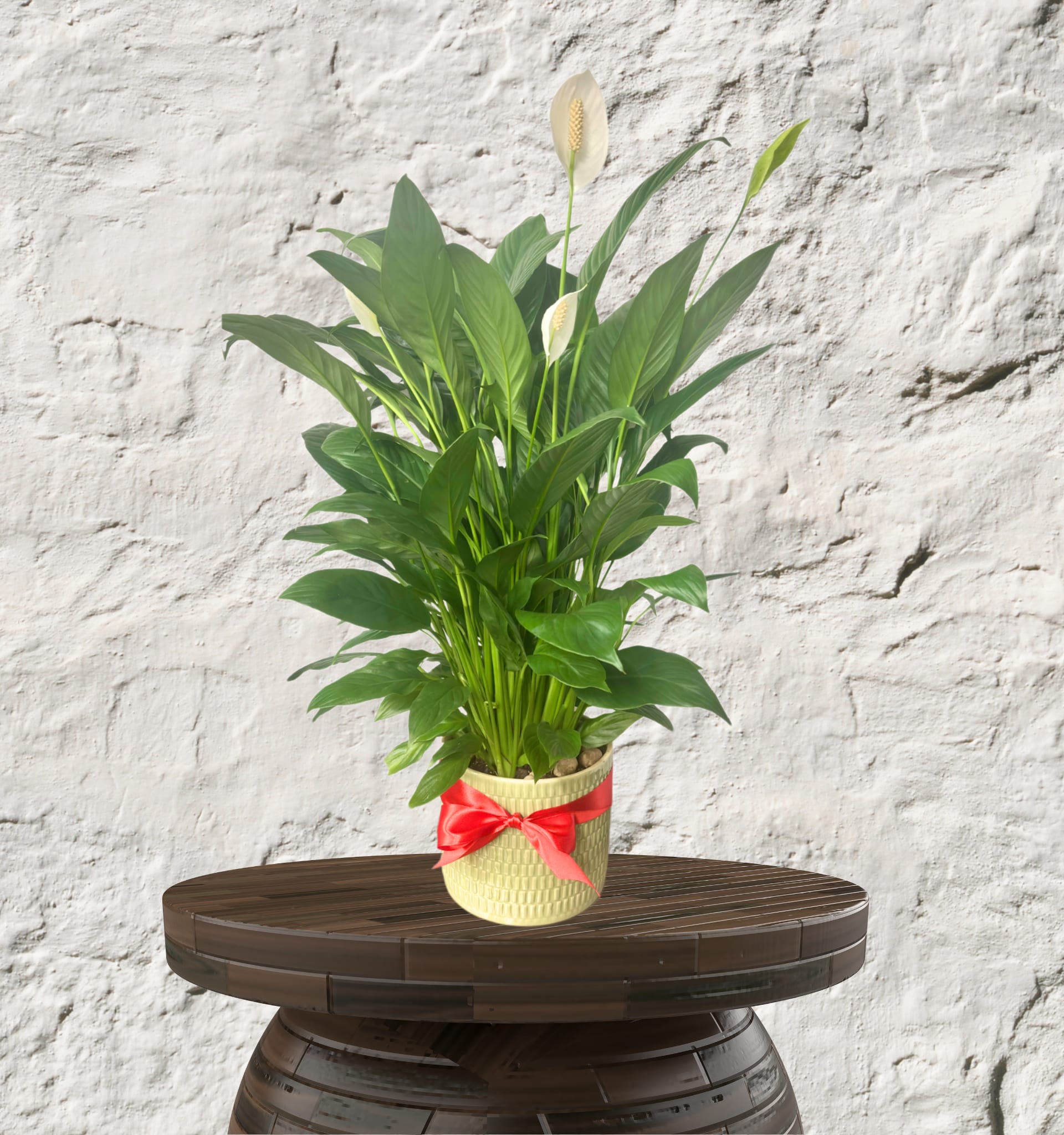 Peace Lily Sanctuary Display - The Peace Lily Sanctuary Display Bring a sense of serenity and refined elegance to your space with our Peace Lily Sanctuary Display. Known for its glossy, deep-green foliage and iconic white "spathes," the Peace Lily is a timeless botanical that serves as both a stunning visual accent and a natural air purifier. This high-end presentation elevates the classic plant into a sophisticated piece of living decor.  The Luxury Details Premium Specimen Selection: We hand-select lush, healthy Peace Lilies with vibrant foliage and active blooms for immediate impact.  Artisan Presentation: Each plant is expertly staged in a custom-selected vessel, from sleek modern ceramics to textured stone, to match your aesthetic.  Custom Top-Dressing: Finished with a layer of organic moss or polished river stones for a clean, professional, and editorial look.  Sophisticated Scale: Perfectly sized to serve as a floor-standing feature or a substantial tabletop accent, depending on your space requirements.  Enduring Serenity The Peace Lily is celebrated for its resilience and ability to thrive in various lighting conditions, making it a thoughtful, long-lasting gift or a permanent addition to a home or office. Beyond its beauty, it is highly regarded for its air-purifying qualities, creating a healthier and more peaceful environment.