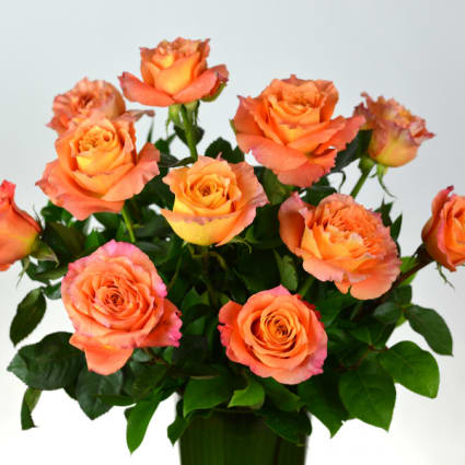 Free Spirit Dozen Roses - A beautiful rose combination of orange and pink.. 