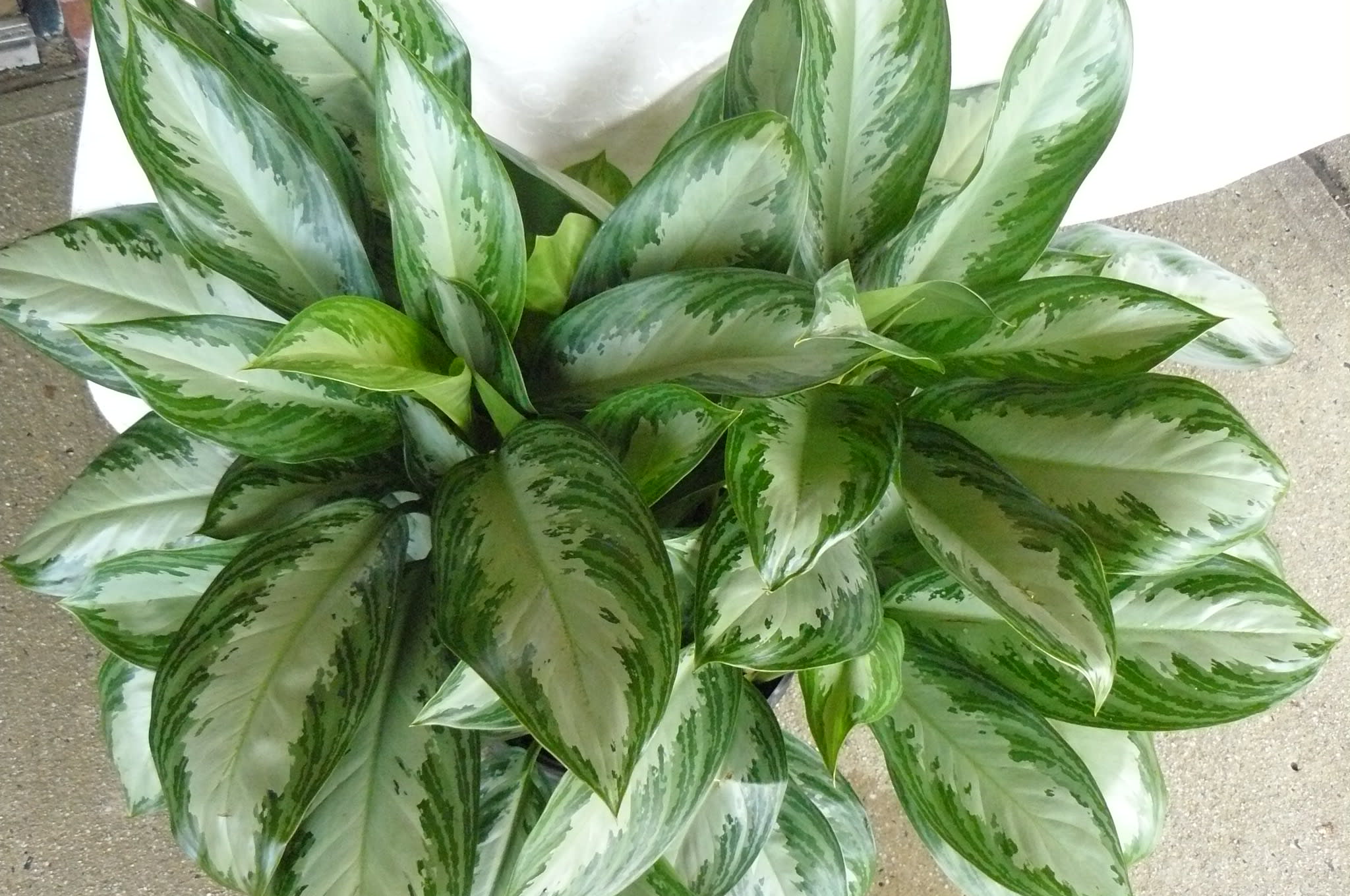 Aglaonema Plant - Aglaonemas are slow-growing, attractive, and are great indoor plants as they do not like full sun exposure, great for inside.