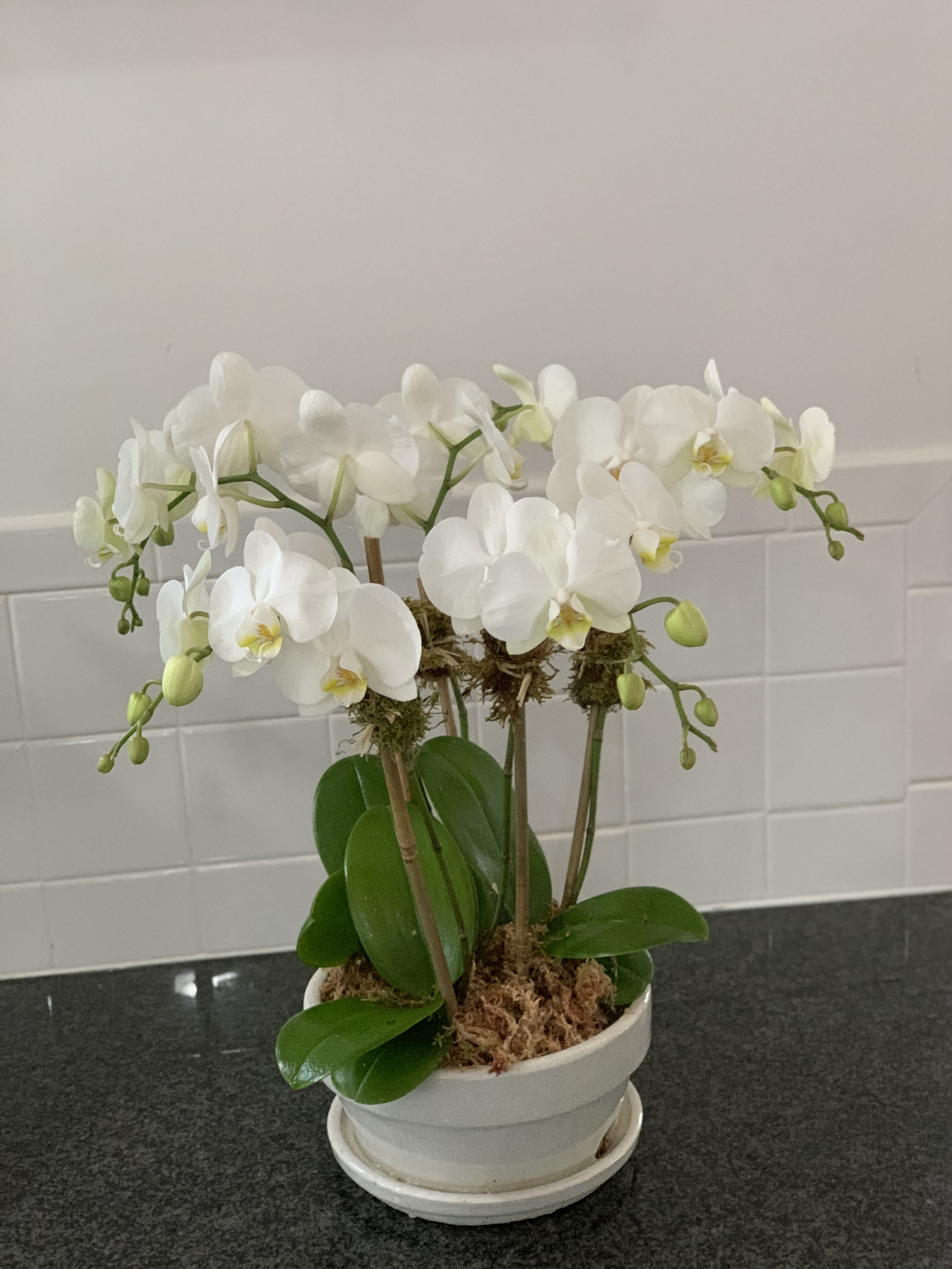 Hampton's Summer Season 6 Stem Mini White Phalaenopsis Orchid Planter  - Hampton's Summer Season 6 Stem Mini White Phalaenopsis Orchid Planter is a must once you step foot into The Hampton's. Orchids are a "The hot" seller in every Summer home!   Flowers are essential for any event regardless of the occasion. We customize each arrangement with the highest flower quality geared towards any special moment.   Hampton's Summer Season 6 Stem Mini White Phalaenopsis Orchid Planter is uniquely designed in a white ceramic planter and accented with green sheet moss.