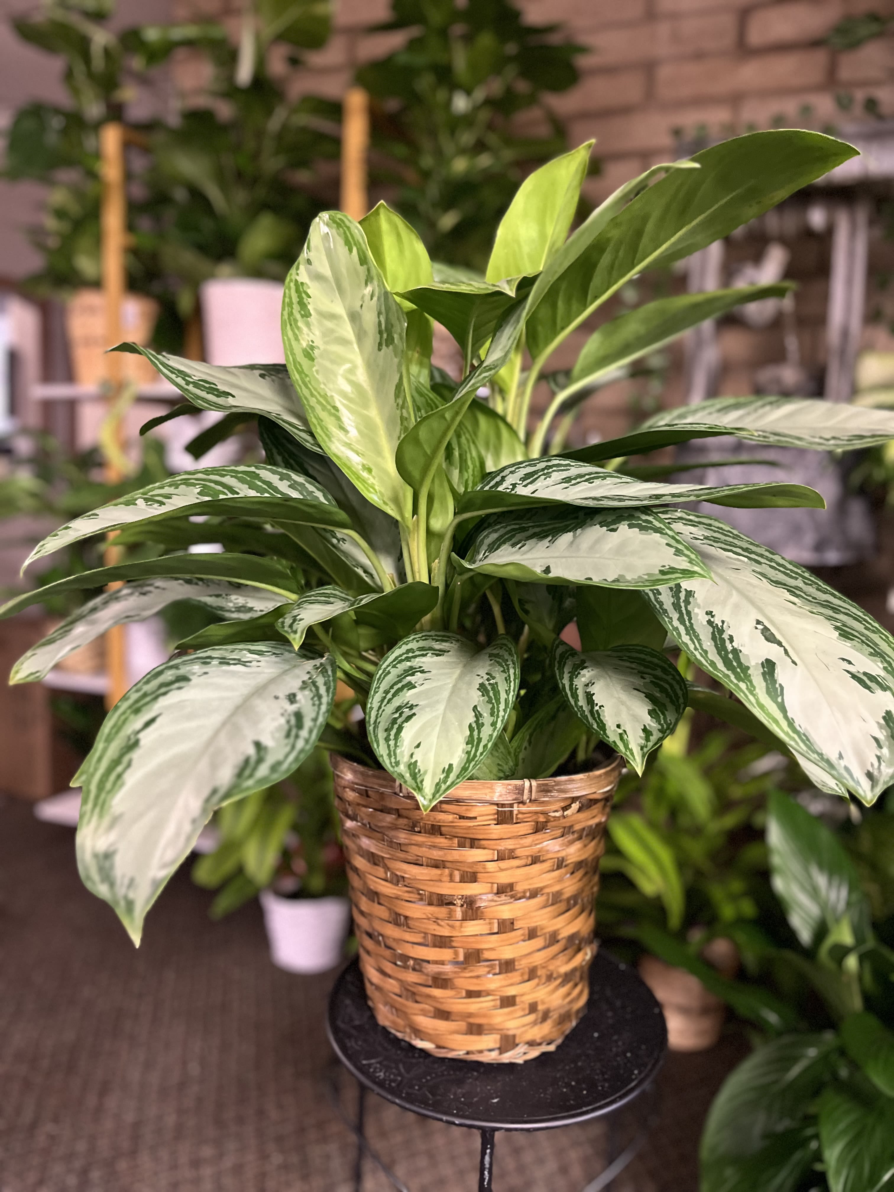Aglonema Silver Bay  - 8 inch plant 