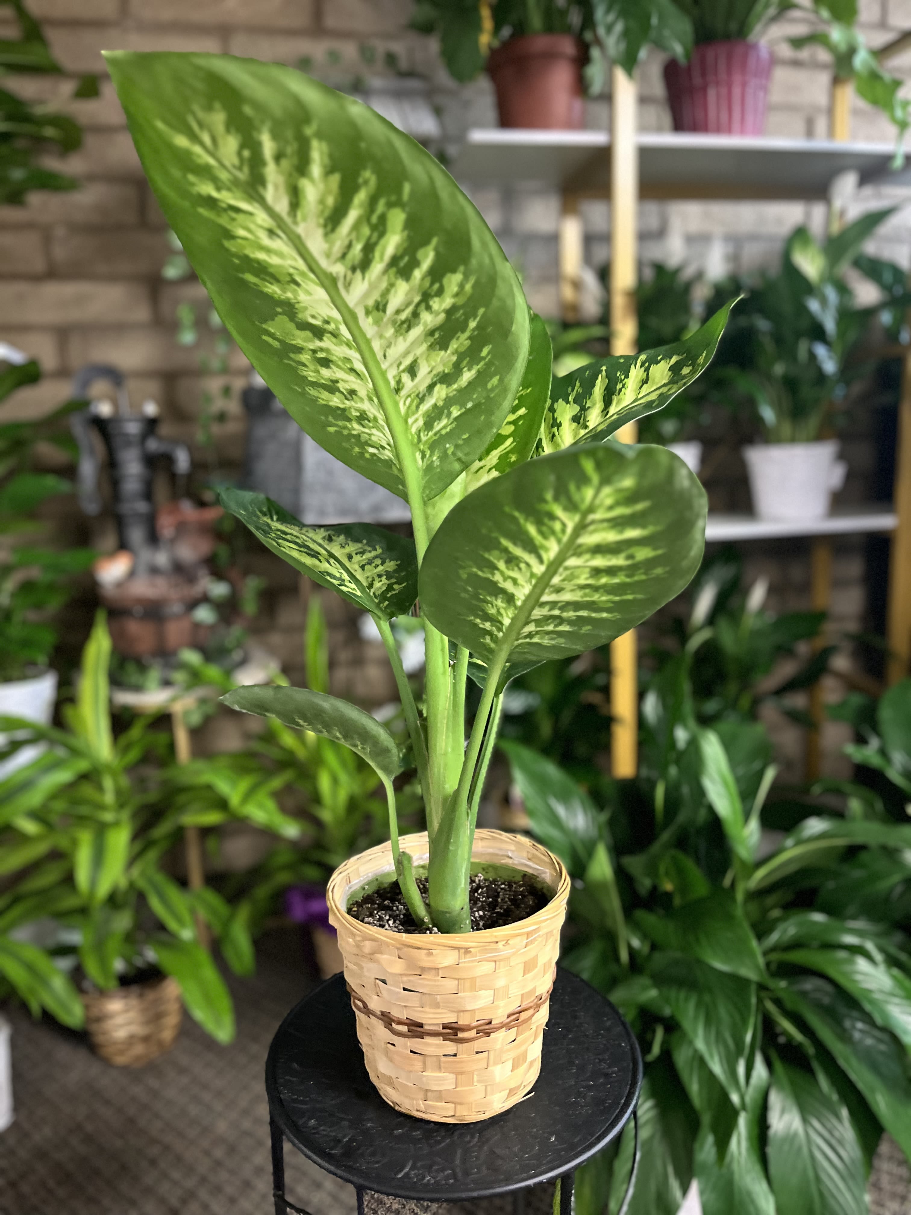 Aglonema Silver Bay 6 inch  - 6 inch plant 