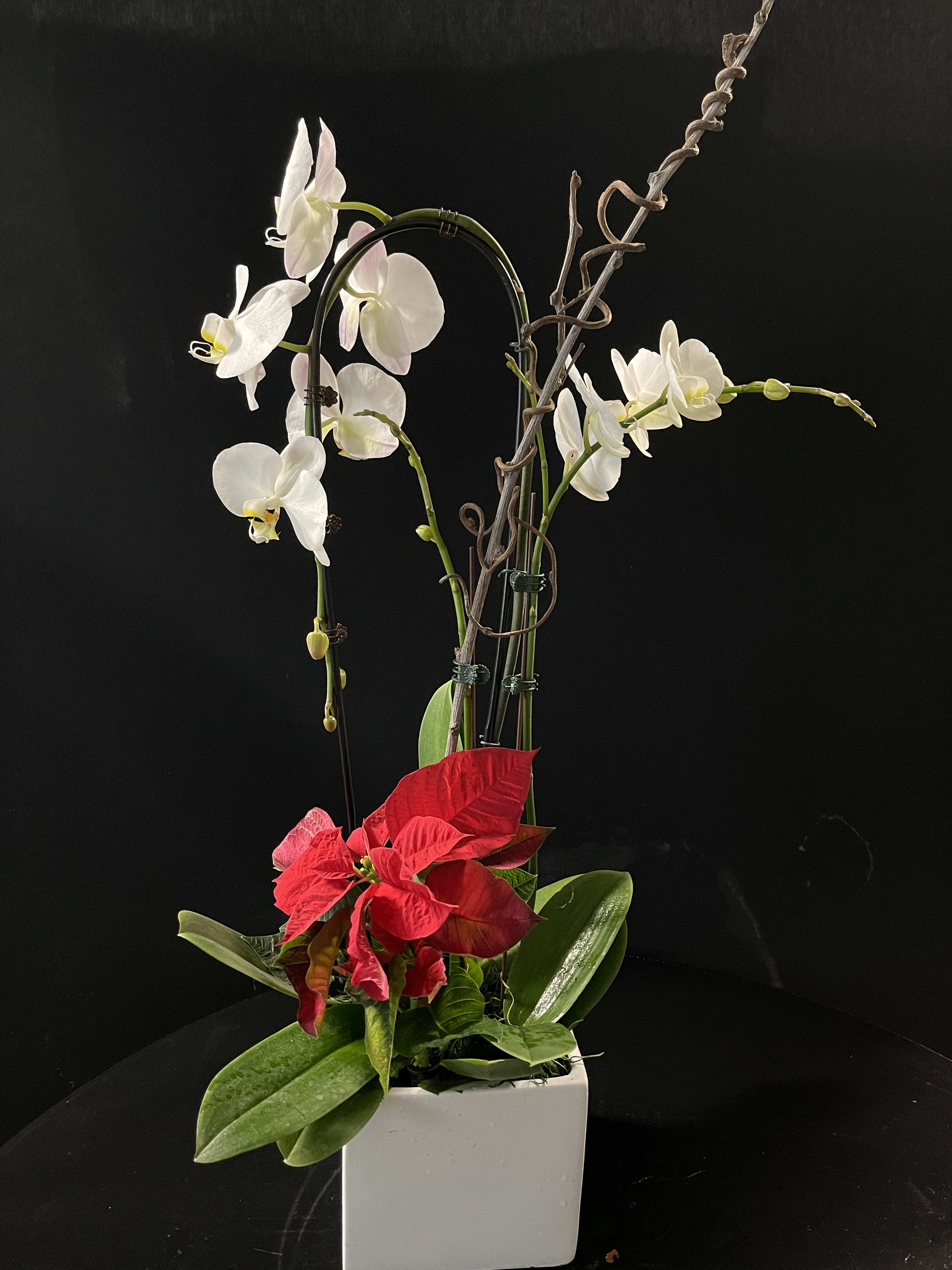 Holiday Orchids.  - Beautiful white orchids with poinsettia stem.  