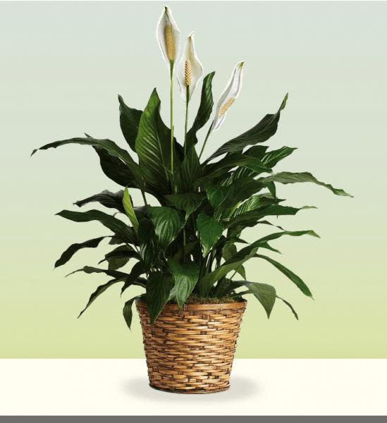 Spathiphyllum plant in a Basket - Peace lilith in a basket