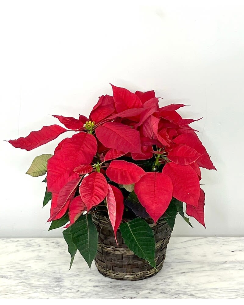 Small Poinsettia  - Poinsettias make any home feel ready for the holidays with their classic, bold red flowers and green leaves. Each live plant comes tied with a festive ribbon