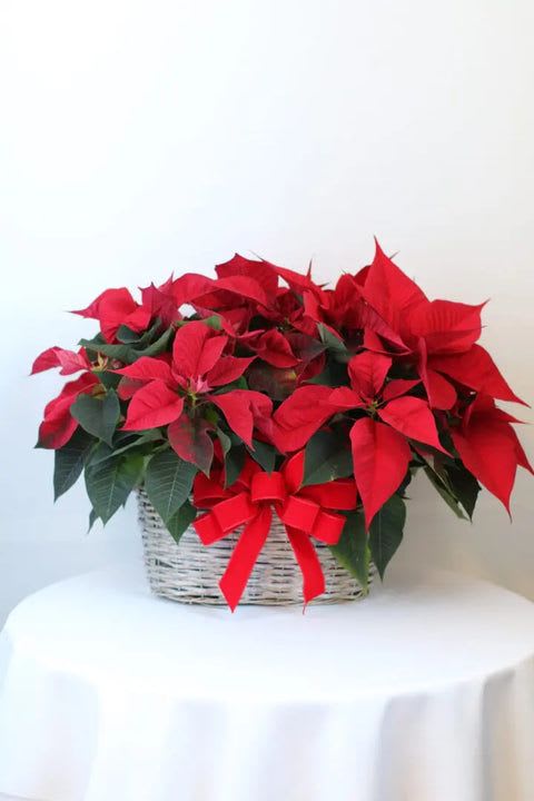 Mi noche buena - Poinsettias make any home feel ready for the holidays with their classic, bold red flowers and green leaves. Each live plant comes tied with a festive ribbon