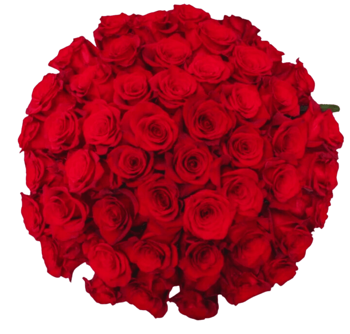 50-Stem Red Roses with FREE Floral Gift Wrap and Personalized Card - Pre-Order Anniversary, Birthday, Valentine's Day 50-Stem Red Roses for the best selections and price.   Our Roses and Floral Bouquets are gift wrapped and include a personalized message from you! Because flowers should evoke that special gift feeling.