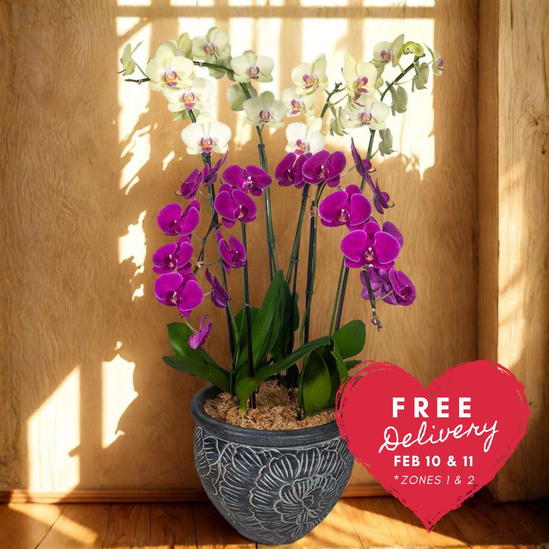 Premium Local  Phalaenopsis Plant (6 Stems)  - From the Waianae Coast of Oahu, this stunning 6-stem pot will light up any house or office! Standing over 3 feet tall and set in a decorative and beautiful vase, this arrangement is just amazing. Please note that the vase/pot and colors will vary, ensuring each piece is unique and captivating.  Key Features:  Waianae Coast Origin: Sourced from the picturesque Waianae Coast of Oahu, known for its lush and vibrant plant life.  Impressive Height: Stands over 3 feet tall, making it a striking addition to any space, whether it's a home or office.  Decorative Vase: Set in a beautiful and decorative vase, enhancing the overall aesthetic and adding a touch of elegance.  Unique and Varied: Vase/pot and colors will vary, ensuring each arrangement is unique and tailored to delight with its individuality.  Versatile Placement: Perfect for brightening up any house, office, or large indoor space with its stunning presence.  Illuminate your space with the beauty of our 6-Stem Pot from Waianae Coast, and enjoy the unique charm and elegance it brings to any setting.       