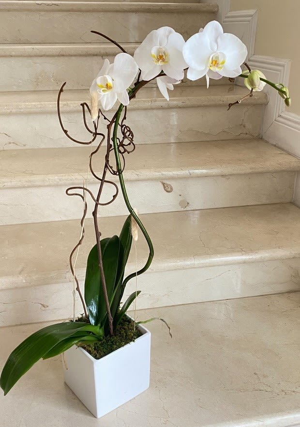 1 Orchid Plant (Select) Single stem orchids in white arranged in a ceramic container. - 1 Orchid plant (Select) single stem arranged in a ceramic container. 