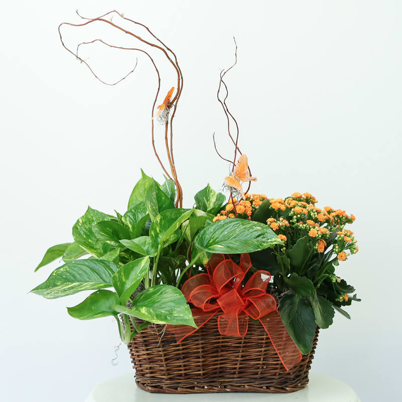 Butterfly Garden - Butterfly Garden